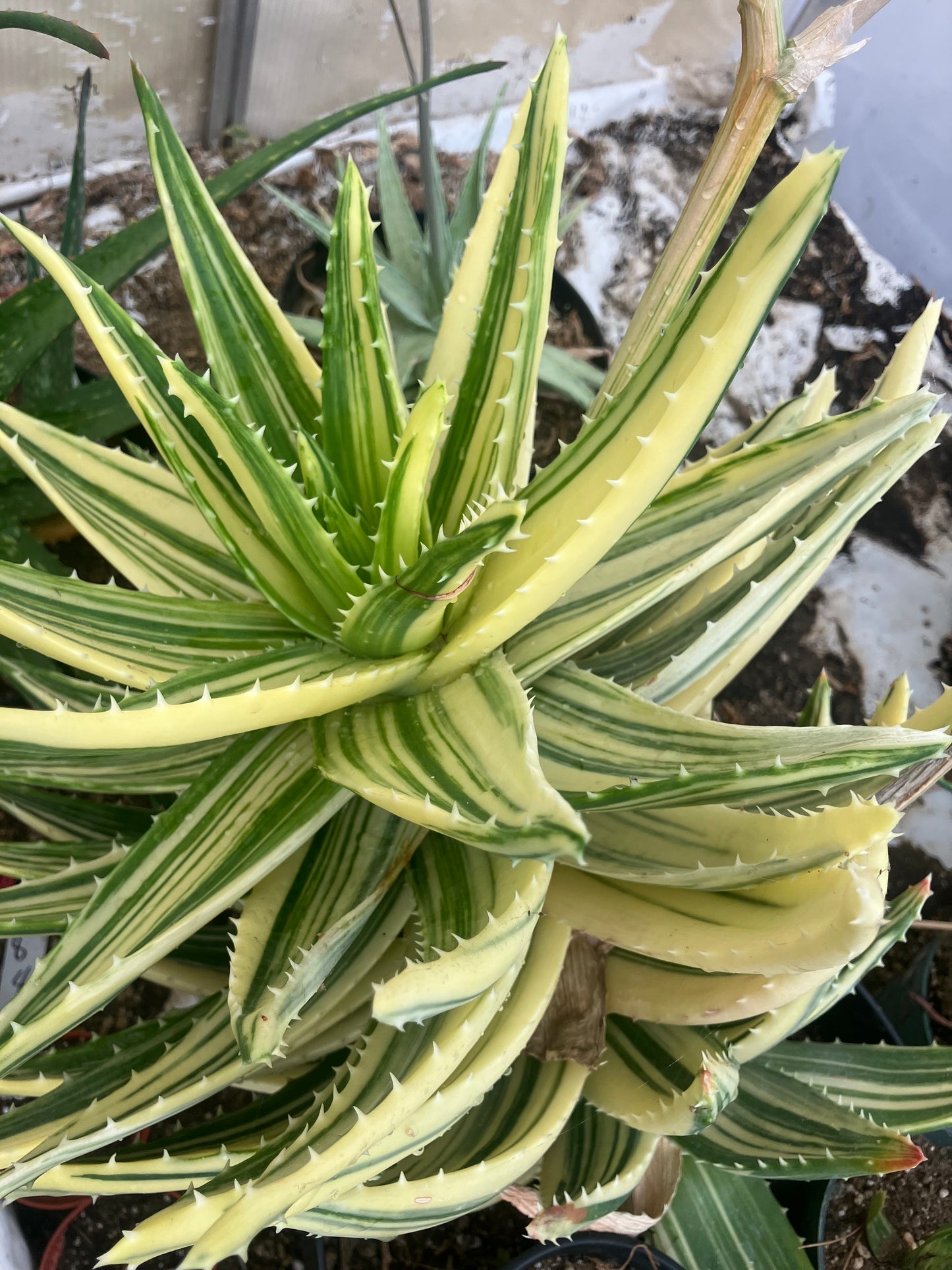 Aloe nobilis Variegated Succulent 3" Tall #R