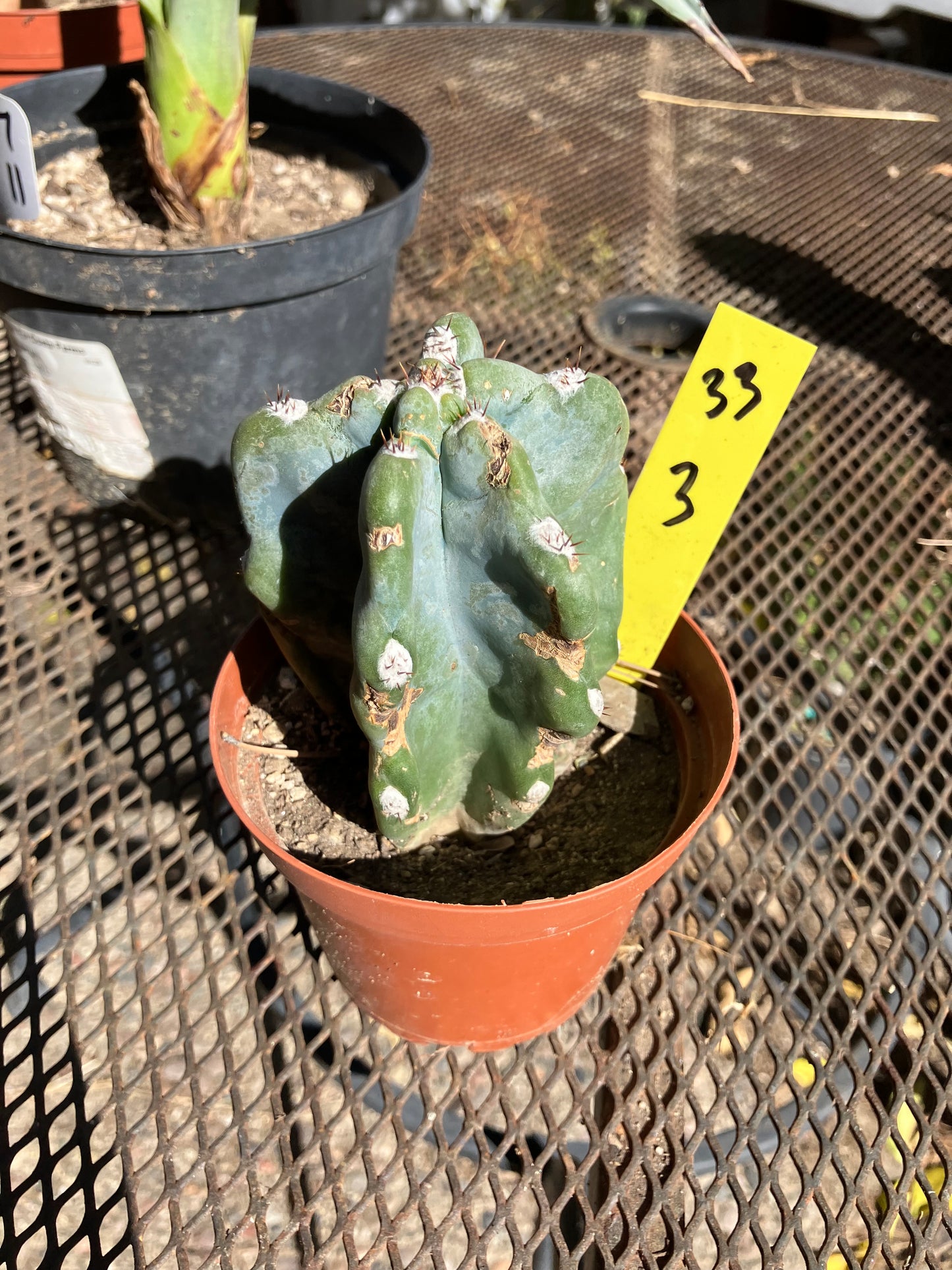 Cereus Peruvianus Monstrose Night Blooming 3”Tall #33Y