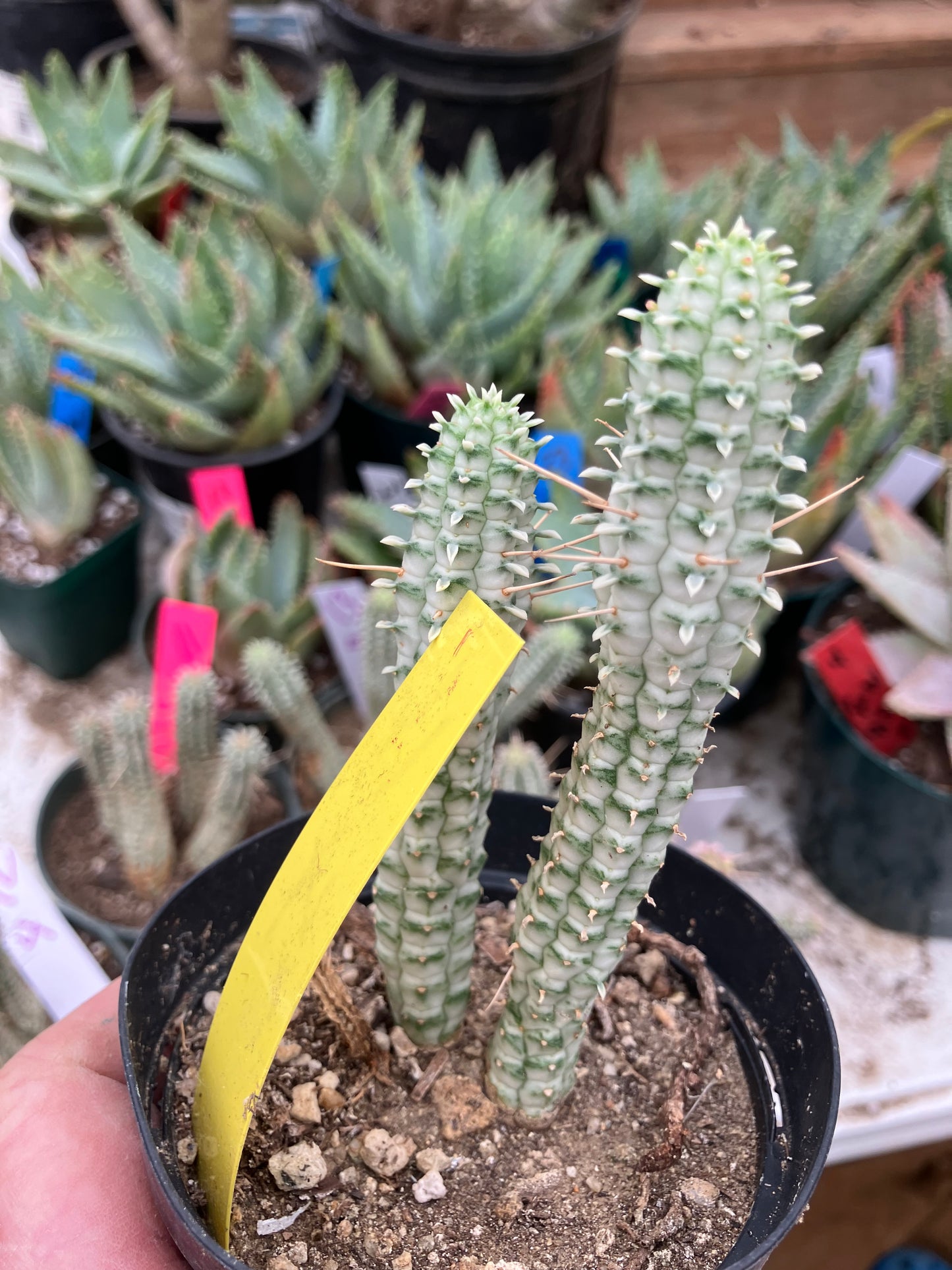 Euphorbia mammillarias variegata Corn Cob 4"Tall #16Y