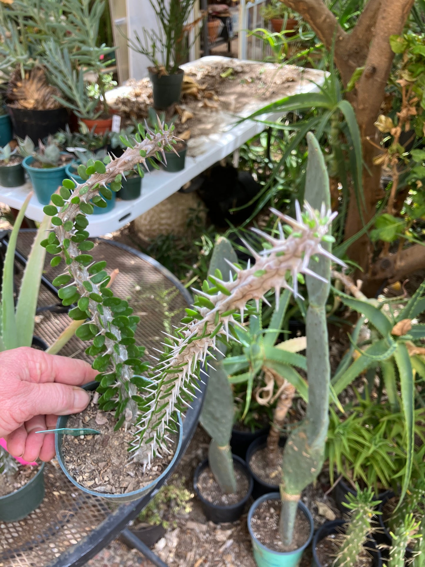 False Ocotillo Alluaudia Procera 11”Tall #116G