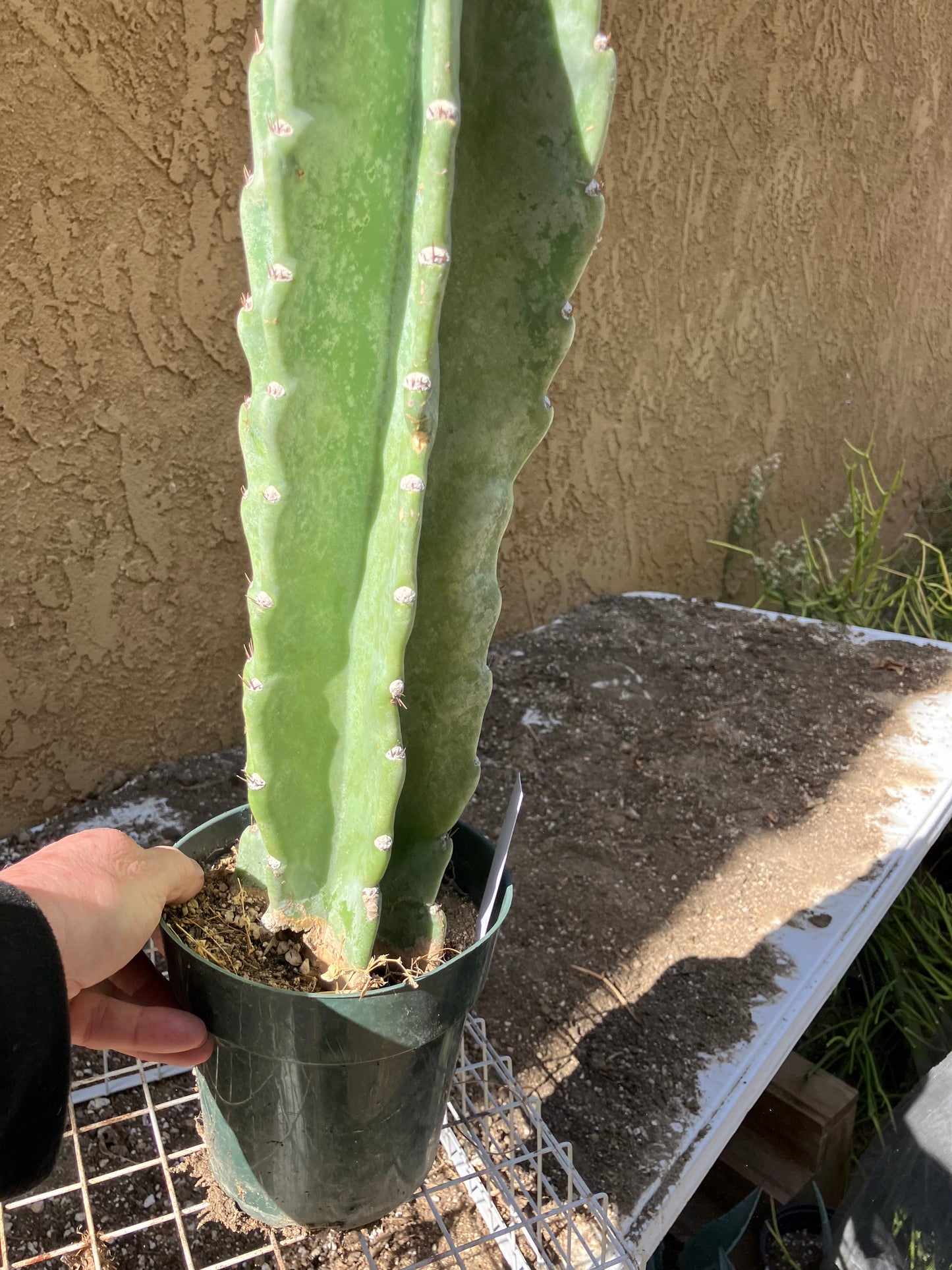 Cereus Peruvianus  Night Blooming 16"Tall #163W