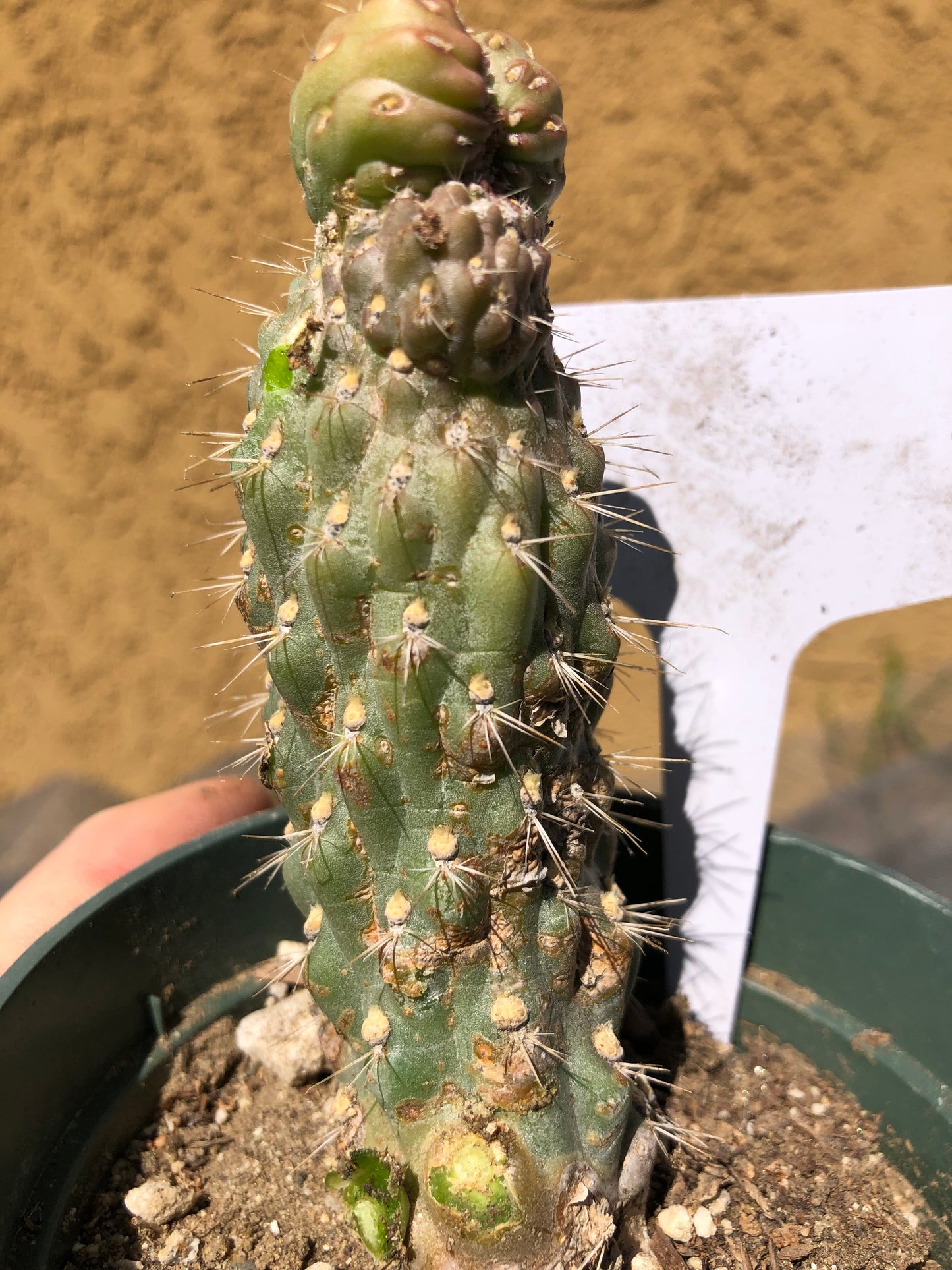 Cylindropuntia fulgida Cholla Boxing Glove Cactus Crest 4"Tall #2W