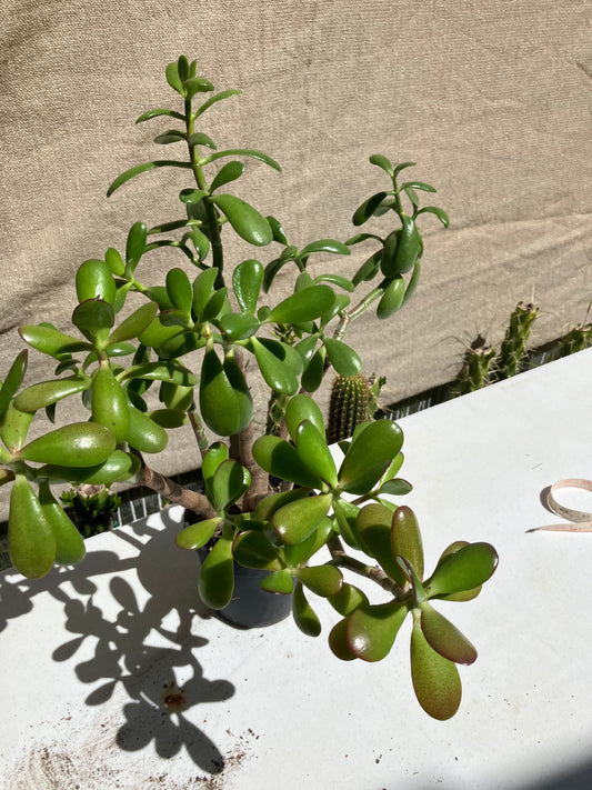 Crassula Ovata Money Jade 17”T 17”W #117R