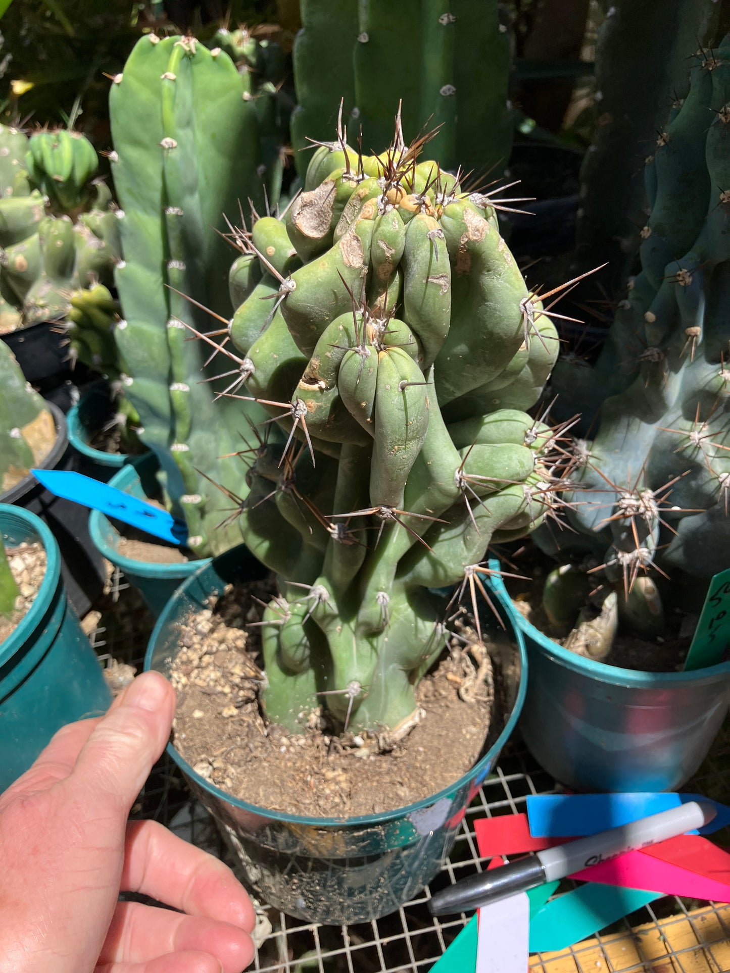 Cereus Peruvianus Monstrose Night Blooming 10"Tall 5"Wide #105G