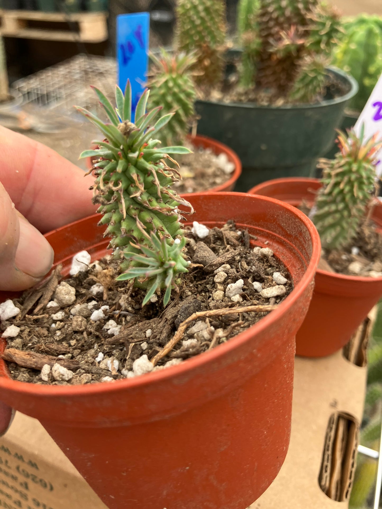 Euphorbia Twinkle Twirl  2" Tall #202R