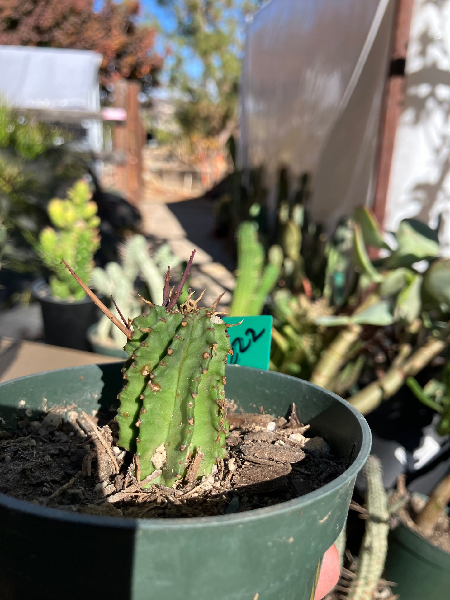 Euphorbia Horrida Noorsveldensis 2" Tall #222G