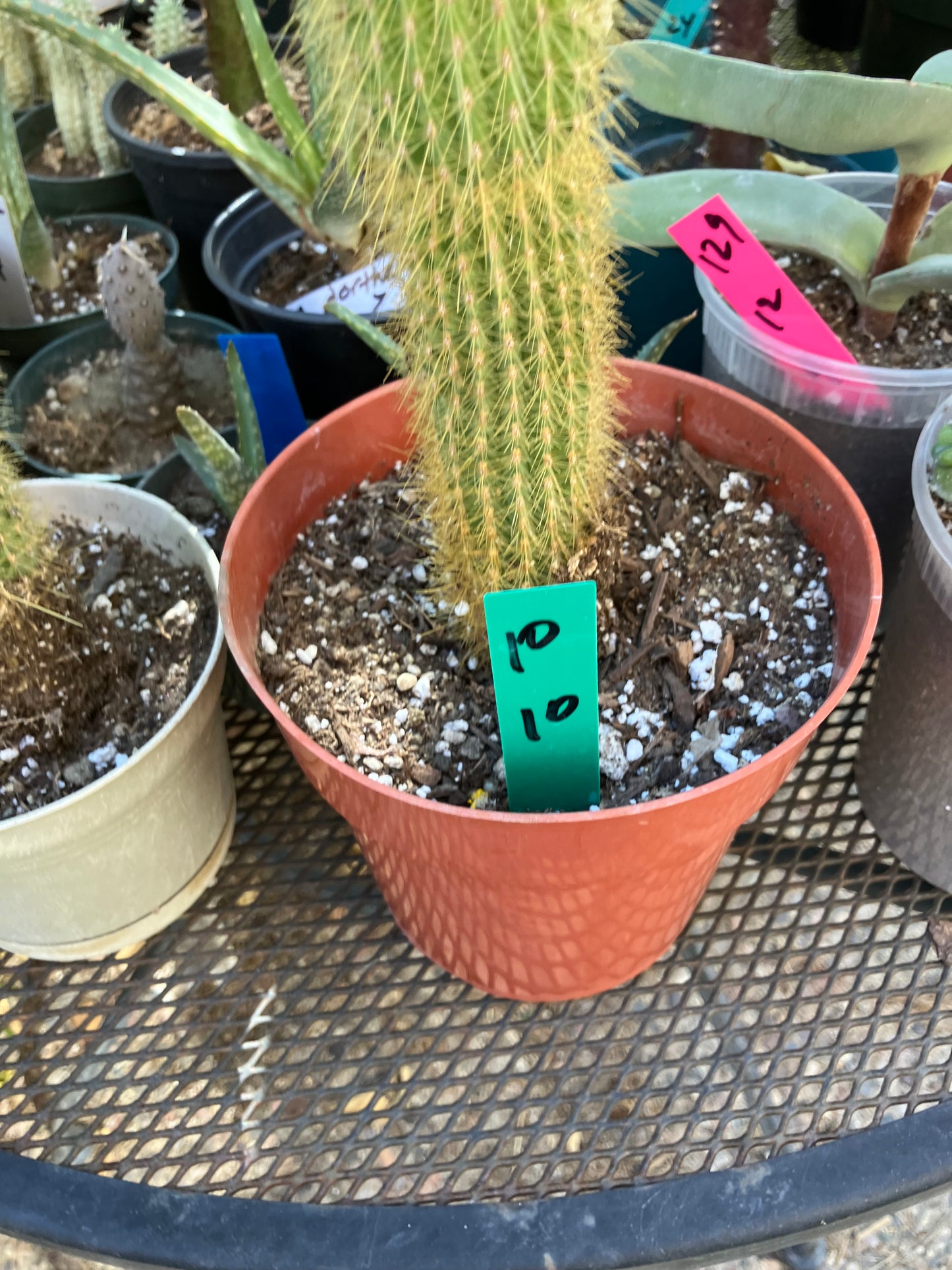 Cleistocactus hyalacanthus Cactus Columnar 10”Tall #10G