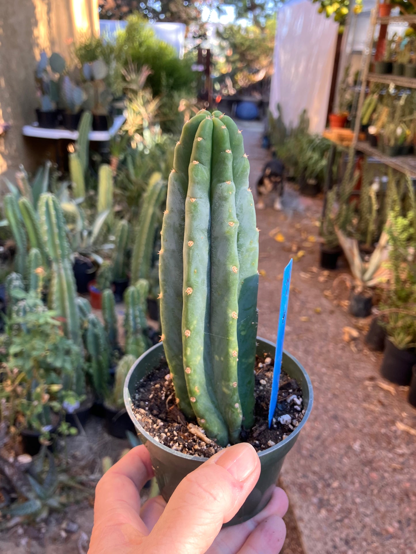 San Pedro Cactus - Trichocereus pachanoi 6"Tall #20B