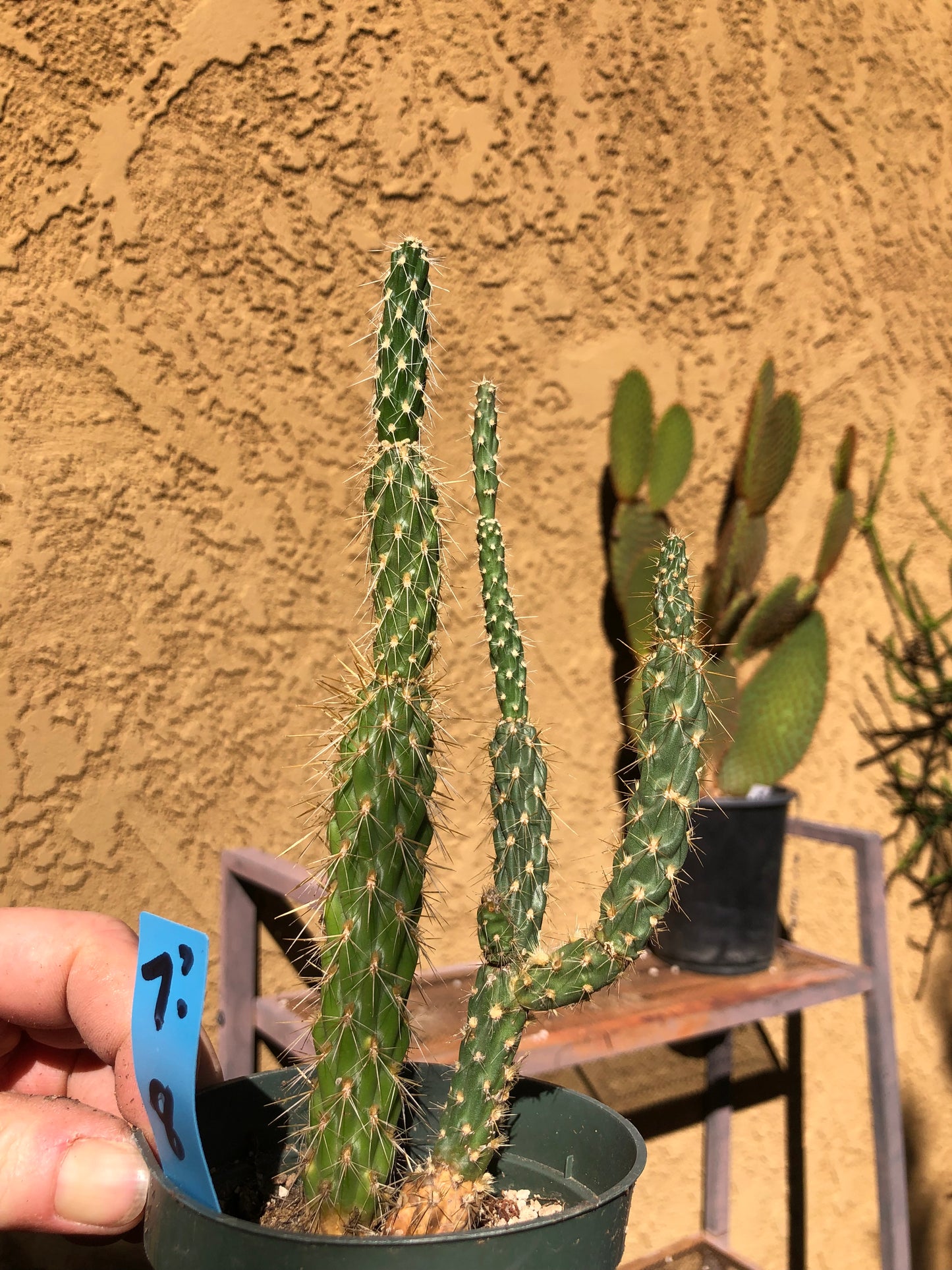 Cholla Cylindropuntia  Buckhorn Cactus 8”Tall #7B