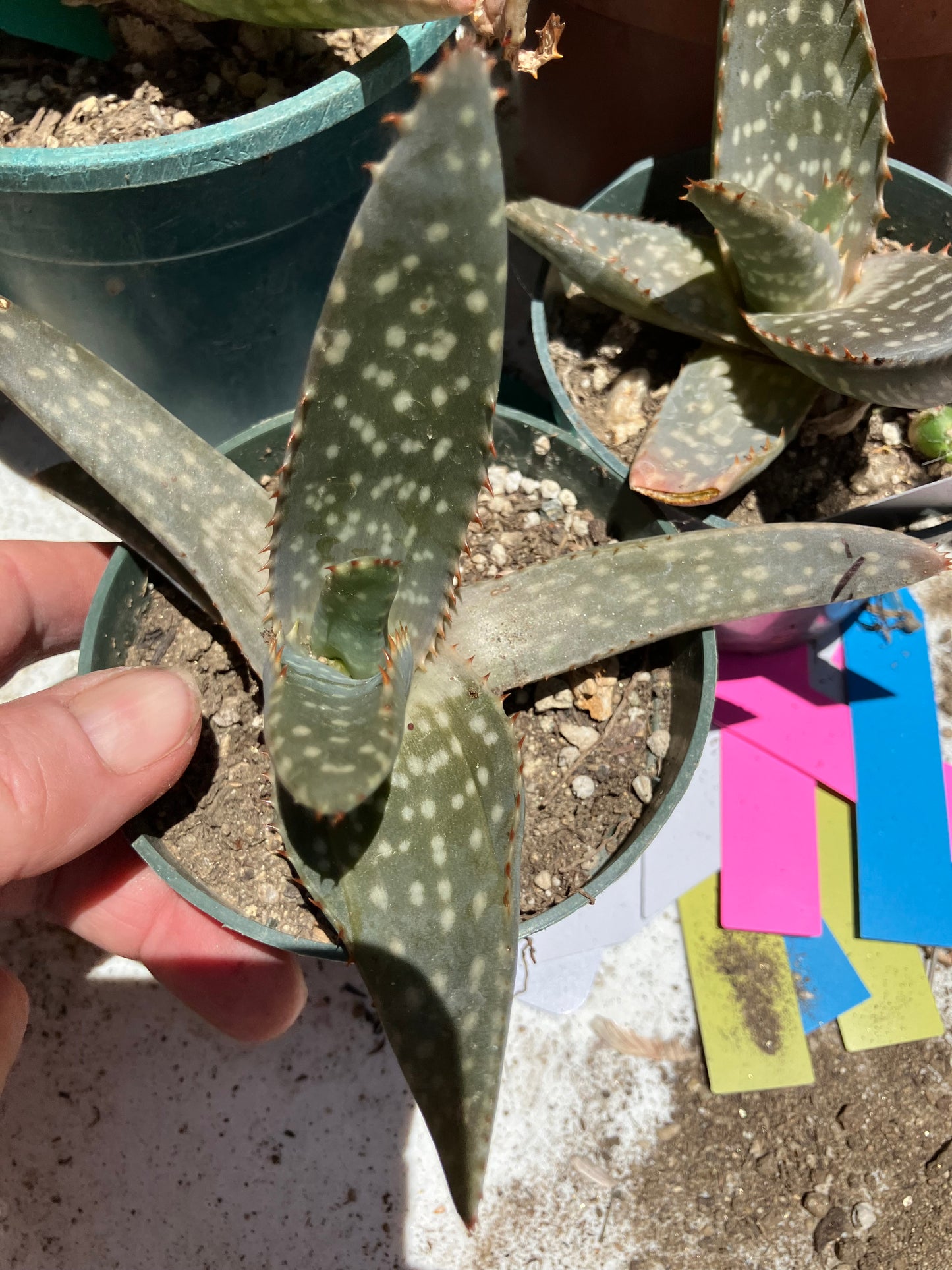 Aloe ~maculata "Soap Aloe" 5" Wide  #05W