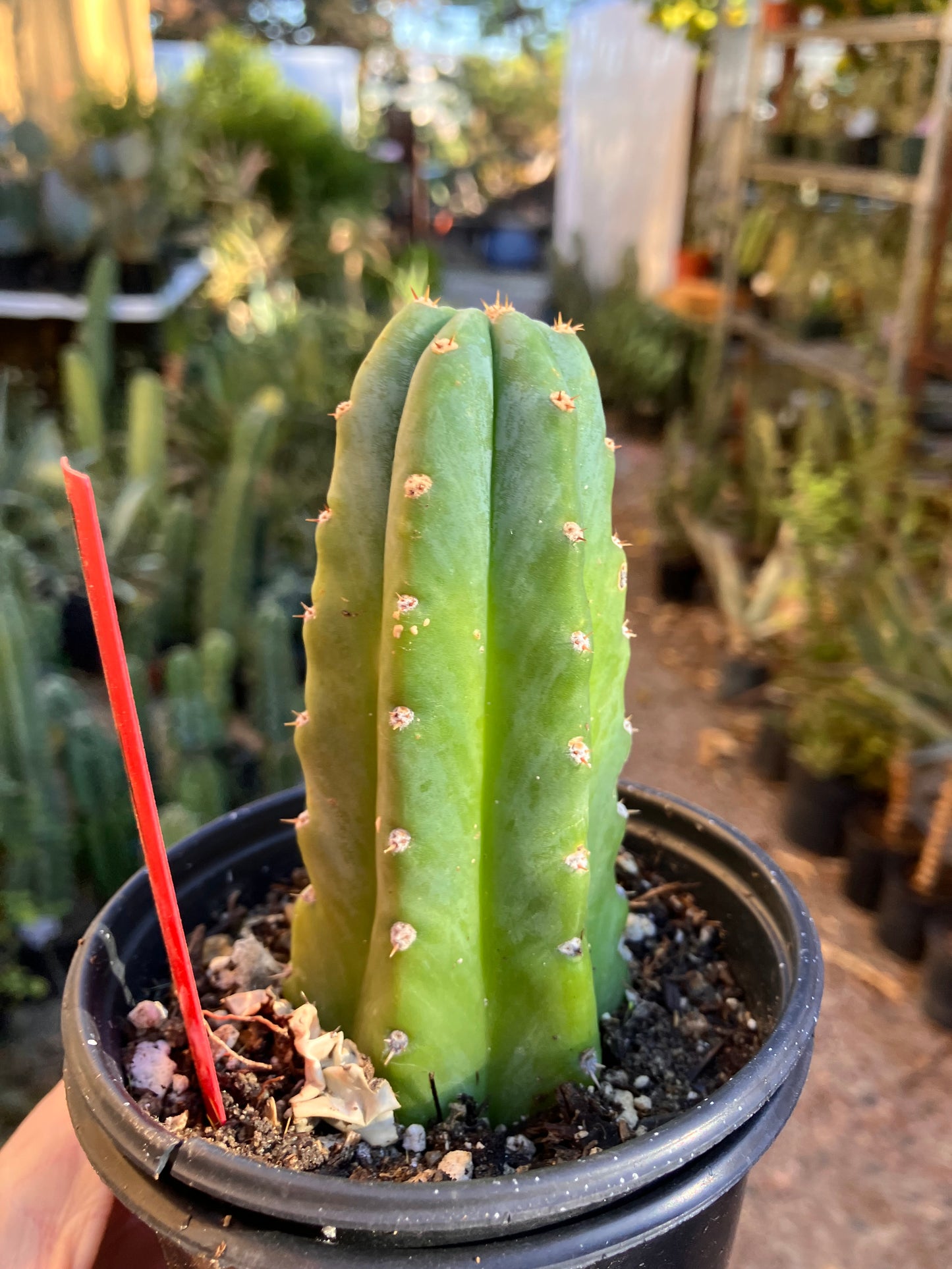San Pedro Cactus - Trichocereus pachanoi 4"Tall #7R