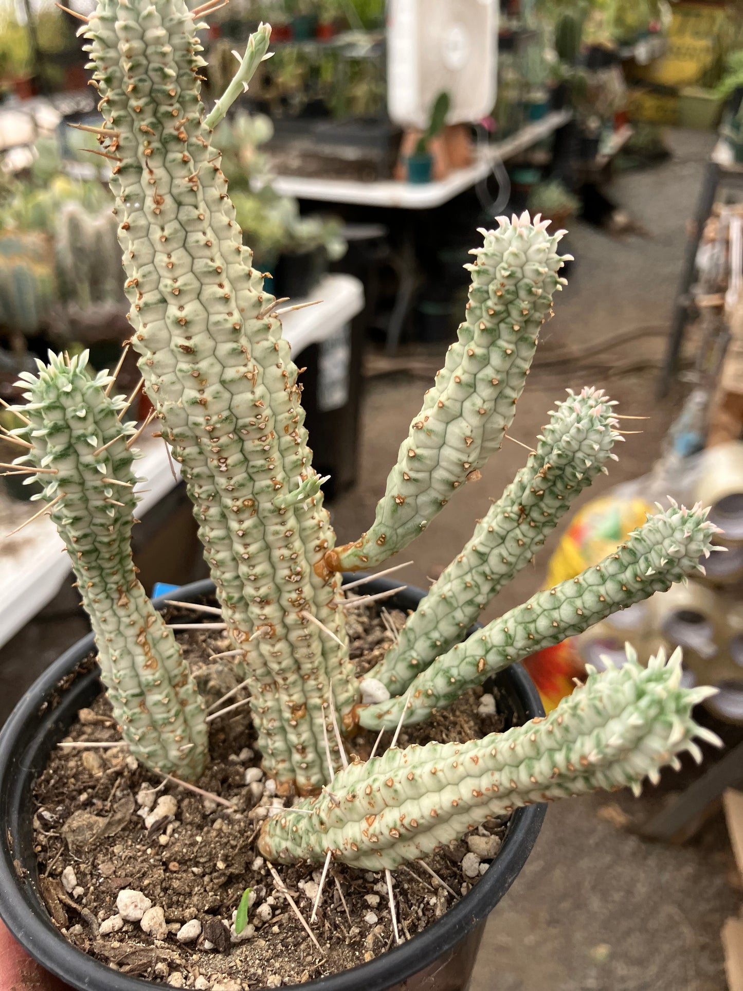 Euphorbia mammillarias variegata Corn Cob 6"Tall #5B