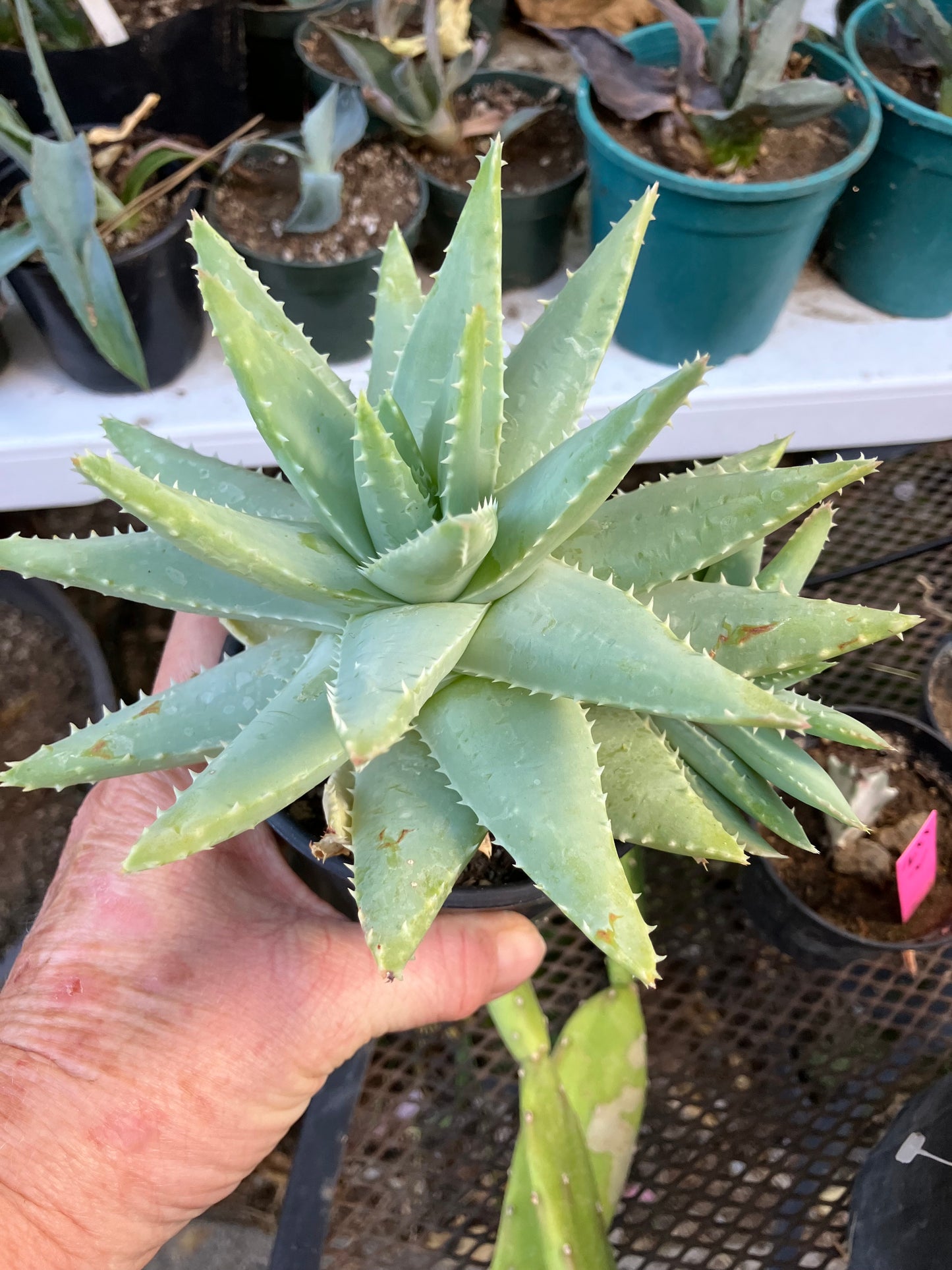 Brevifolia Succulent 5.5" Wide