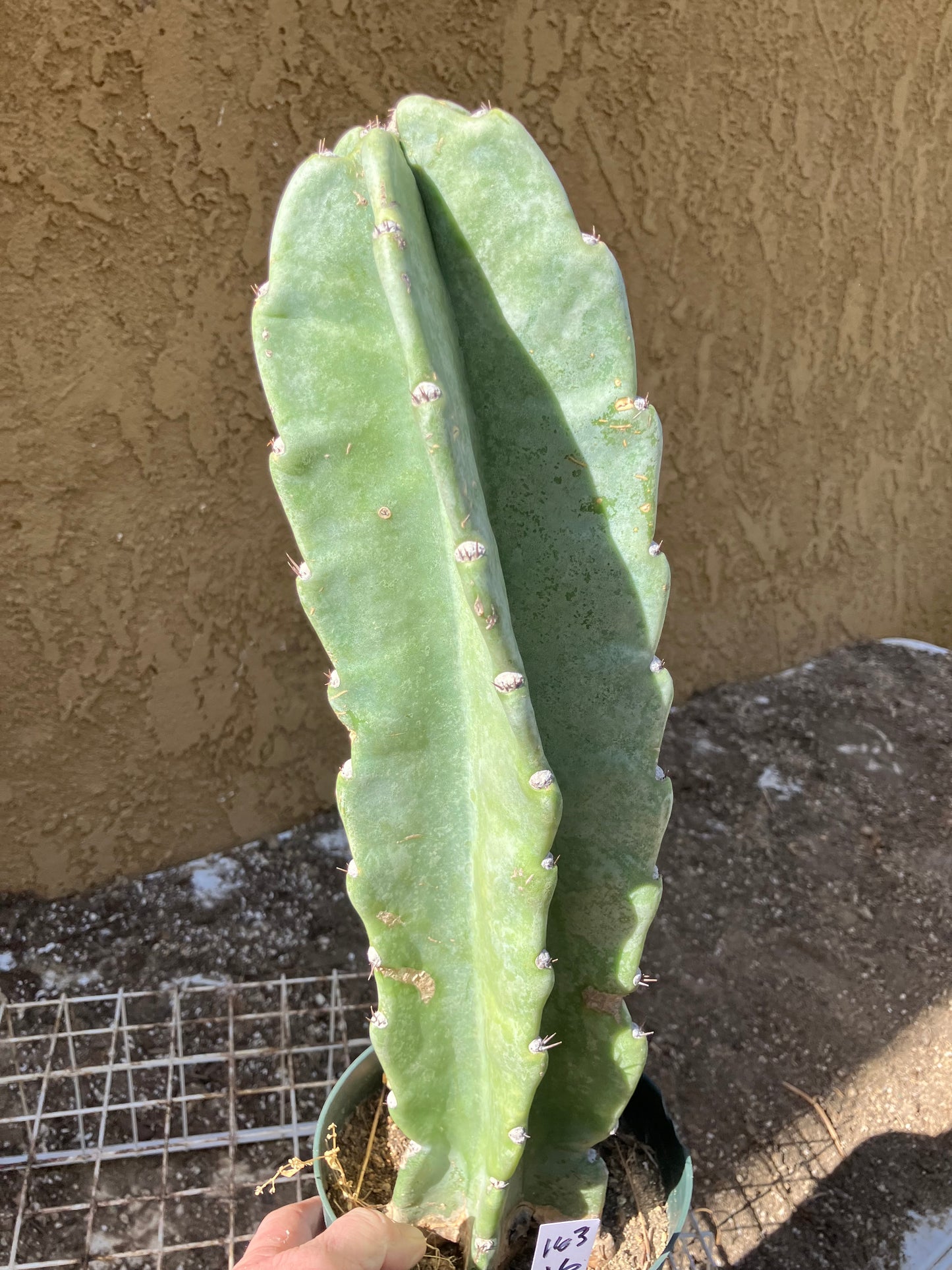 Cereus Peruvianus  Night Blooming 16"Tall #163W