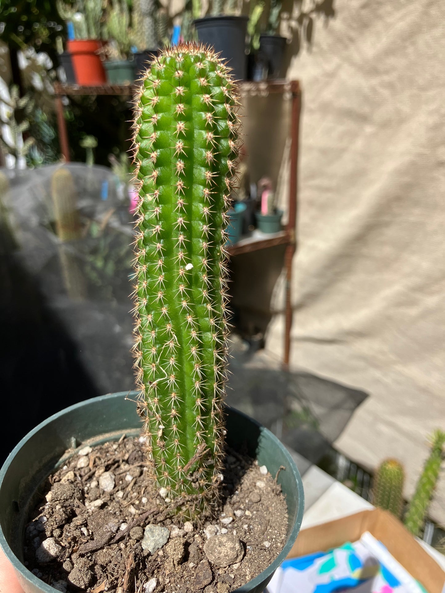 Pachycereus pecten-aboriginum
 Indian Comb Cactus 6"Tall #67B