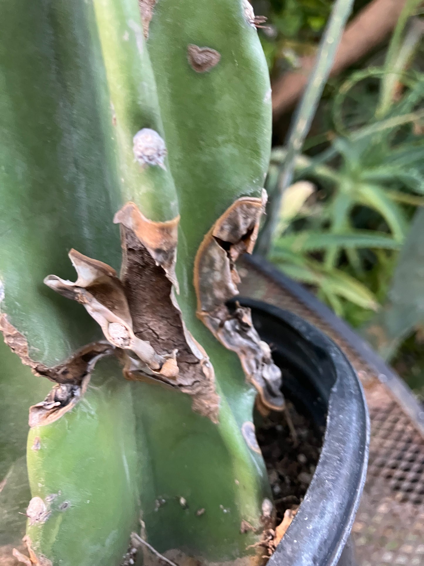 Cereus Peruvianus Night Blooming 17"Tall #117B