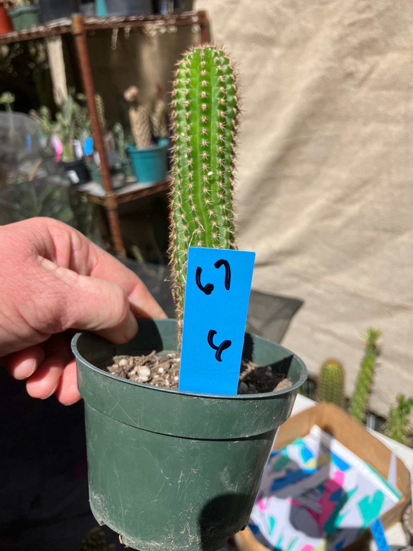 Pachycereus pecten-aboriginum
 Indian Comb Cactus 6"Tall #67B