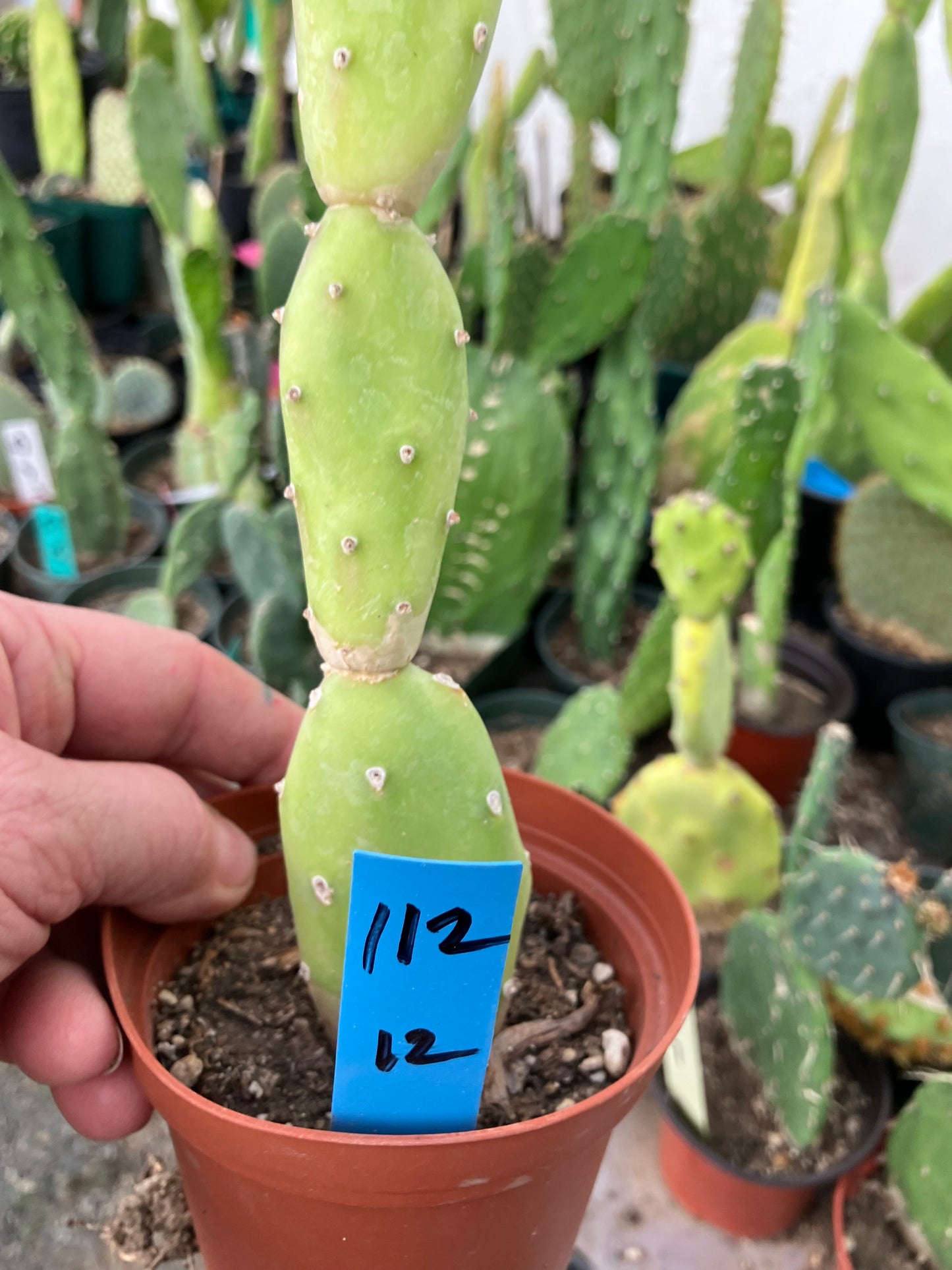 Opuntia canterae elata Ground Crawler 12"Tall #112B