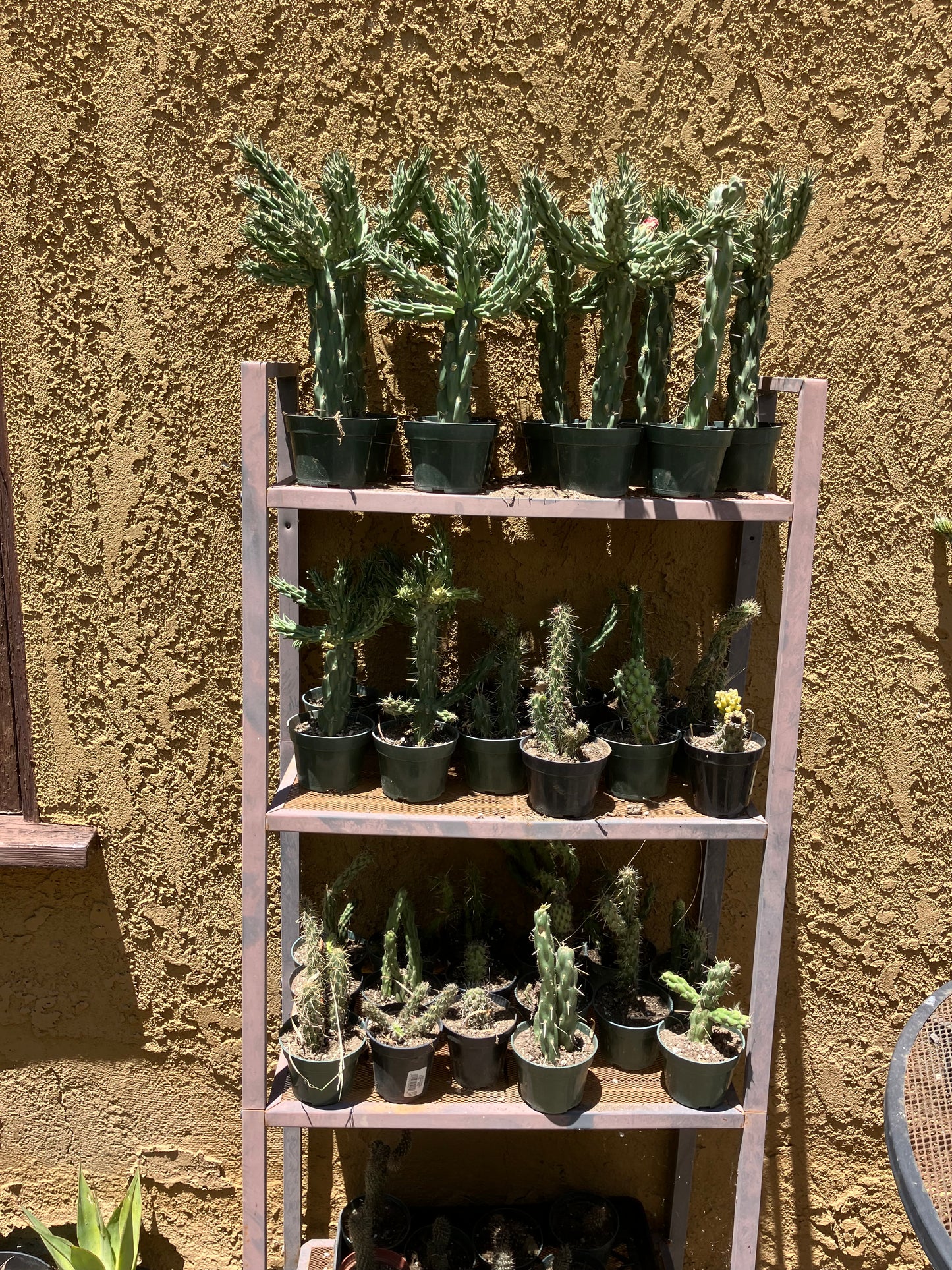 Cholla Cylindropuntia  Buckhorn  Cactus 14”Tall #014W