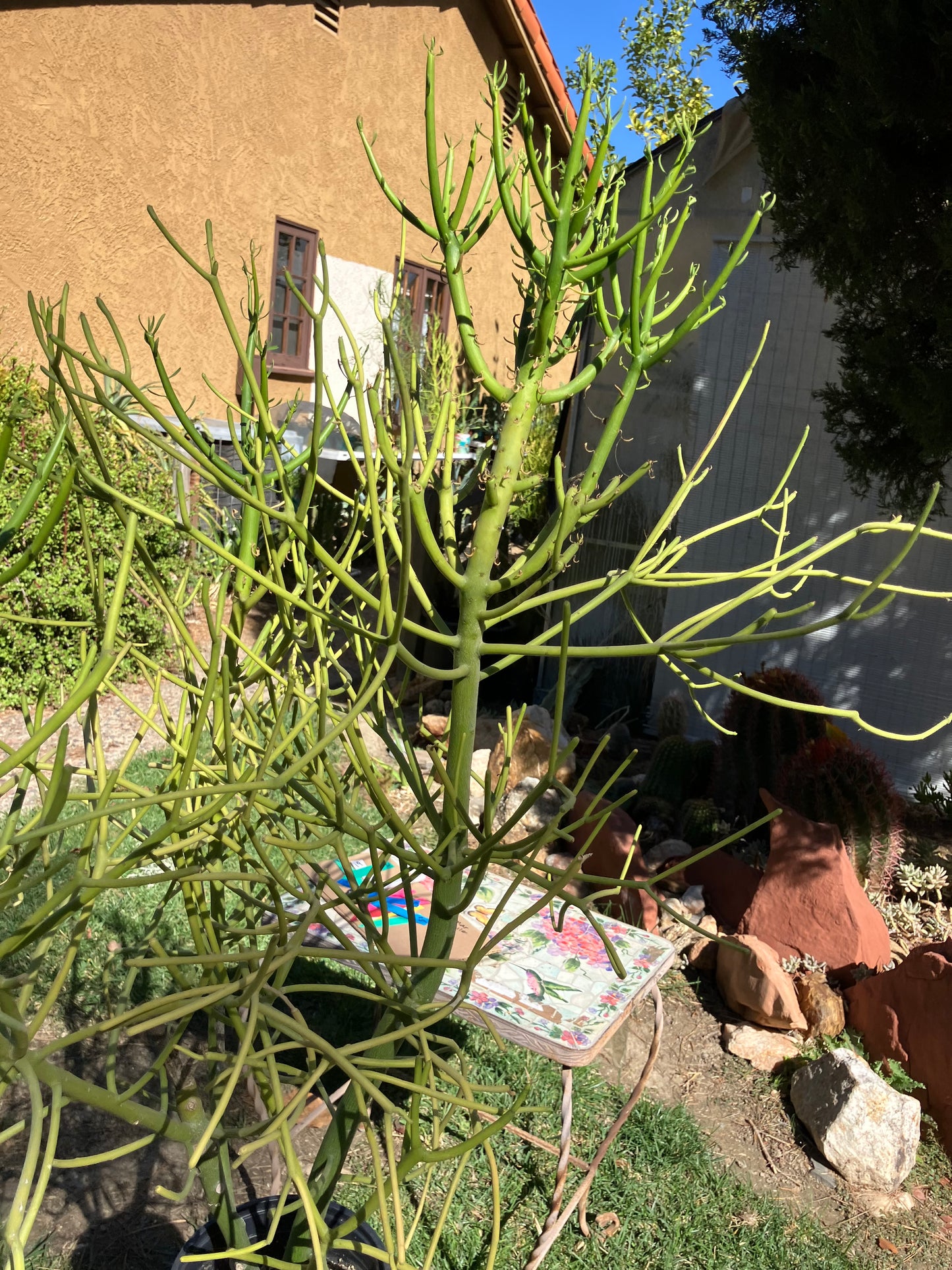 Euphorbia tirucalli Pencil Cactus/Succulent 39"Tall 27"Wide #28B