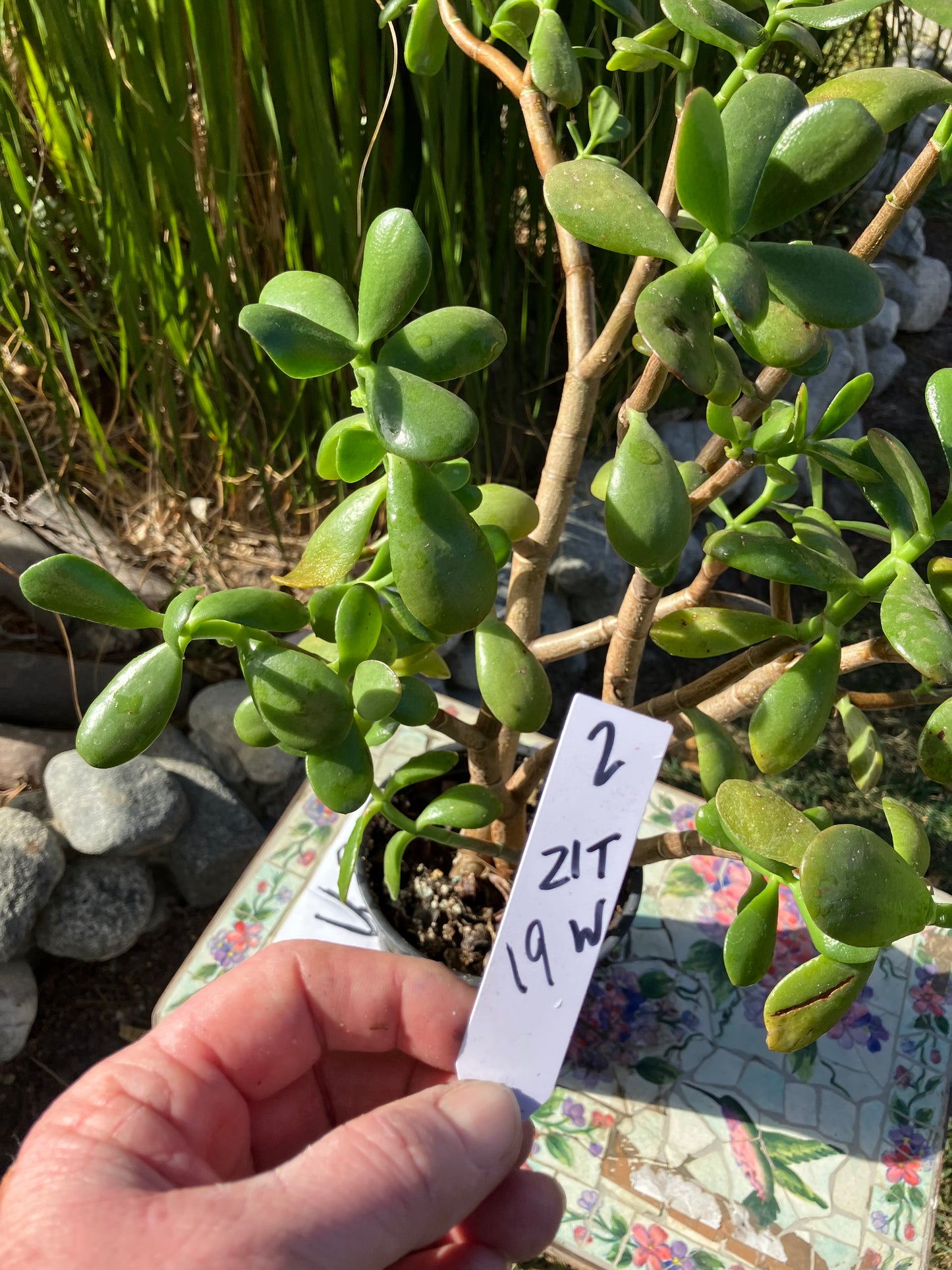 Crassula Ovata Money Jade 21”T 19”W #2W