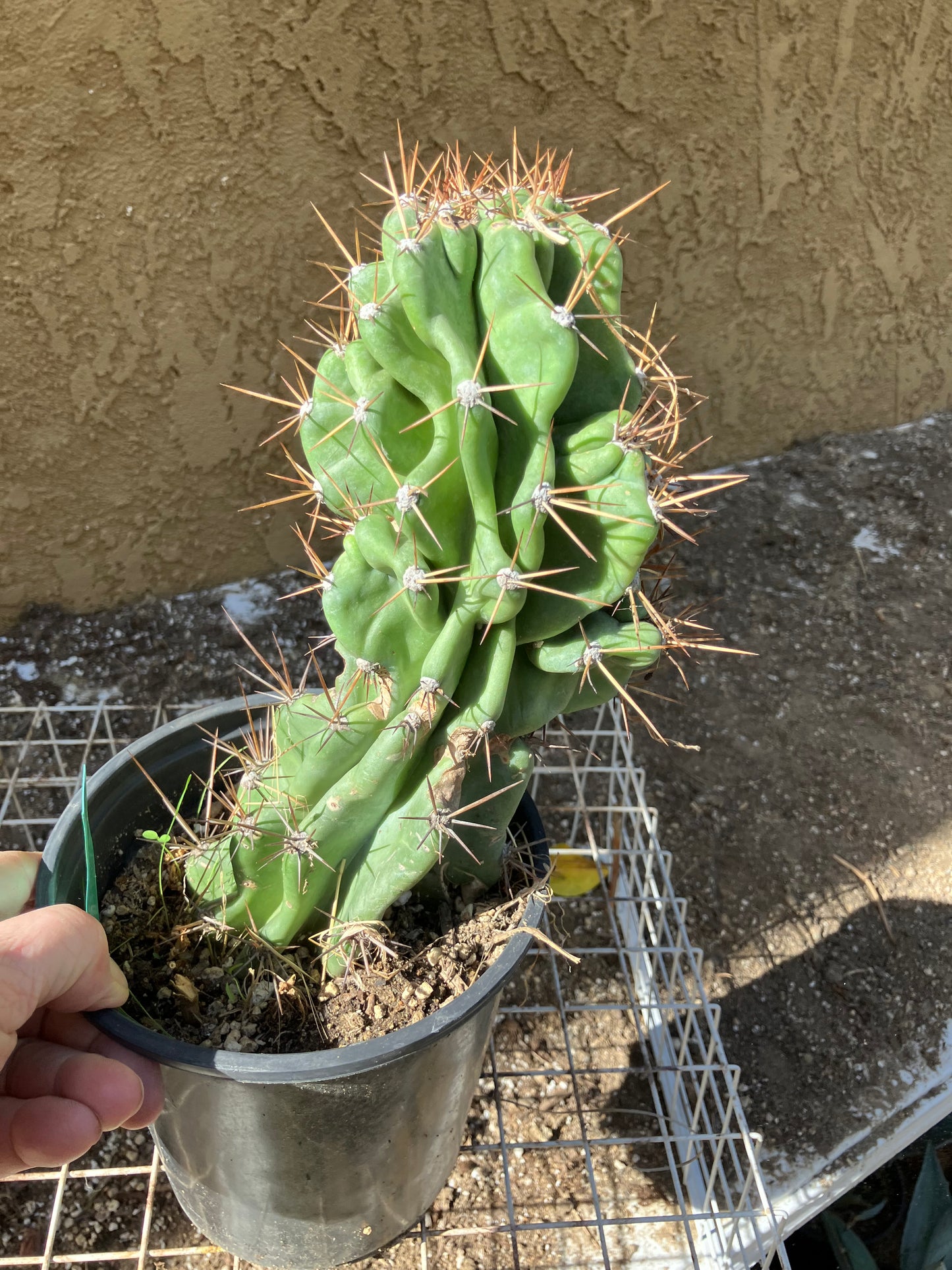 Cereus Peruvianus Monstrose Night Blooming 10"Tall #100G