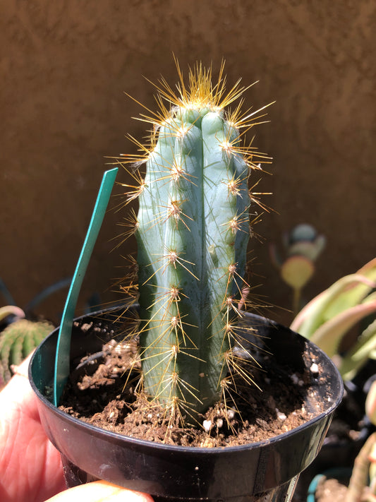 Pilosocereus Blue Azureus Cactus 4"Tall #45G