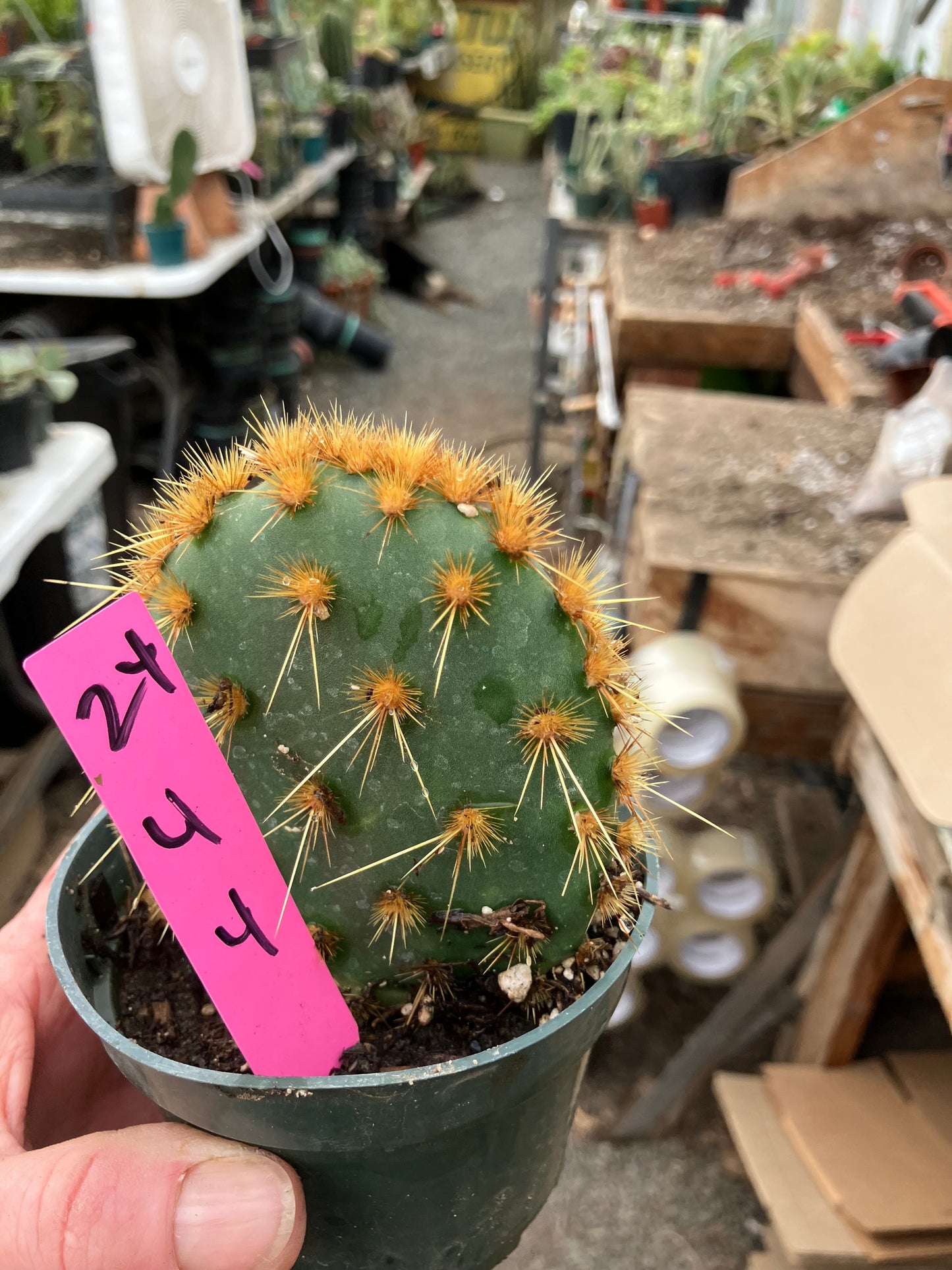 Opuntia Chenille Prickly Pear 4"Tall 4" Wide #24P