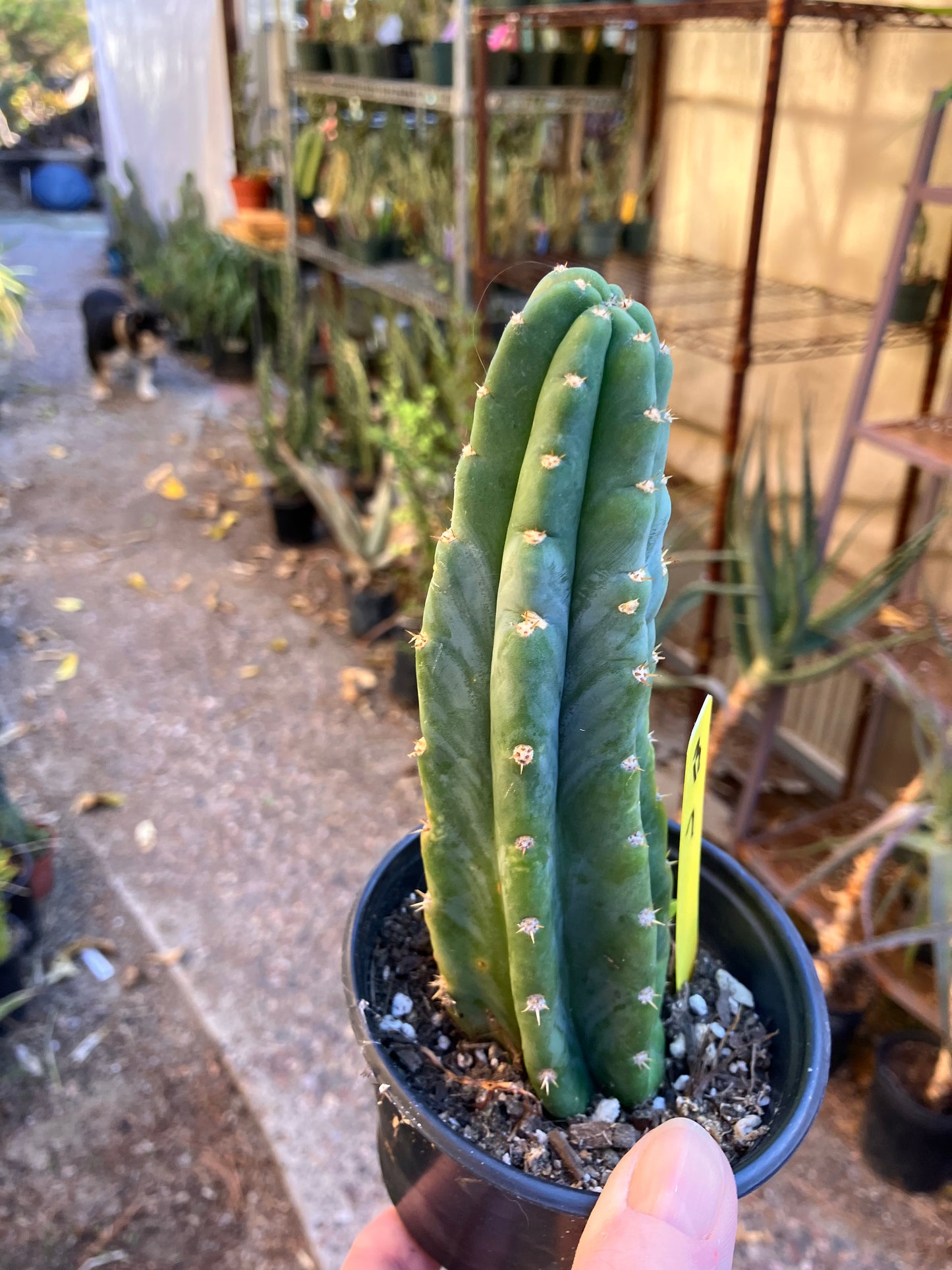 San Pedro Cactus - Trichocereus pachanoi 7”Tall #13Y