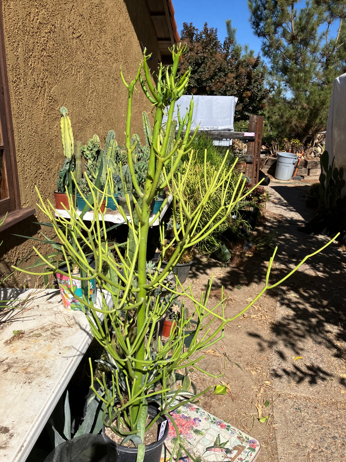 Euphorbia tirucalli Pencil Cactus/Succulent 38"Tall 18"Wide #93W