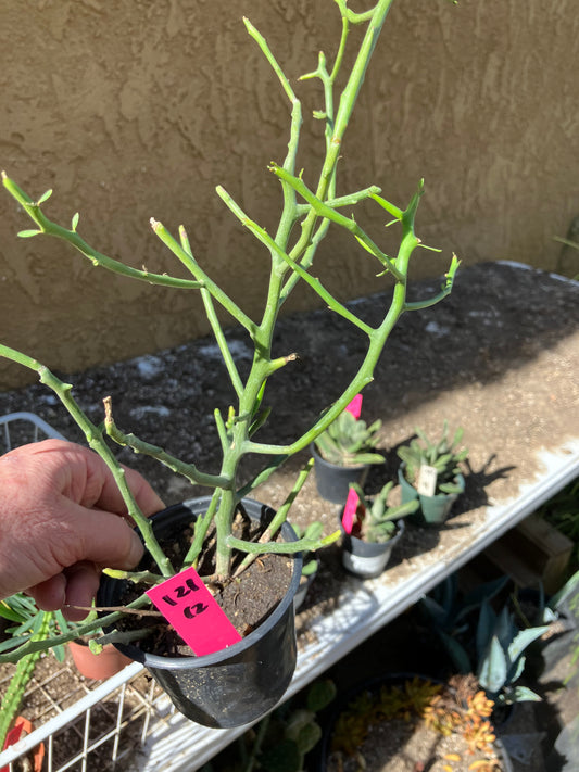 Euphorbia Tirucalli Briar Patch 12”Tall #121P