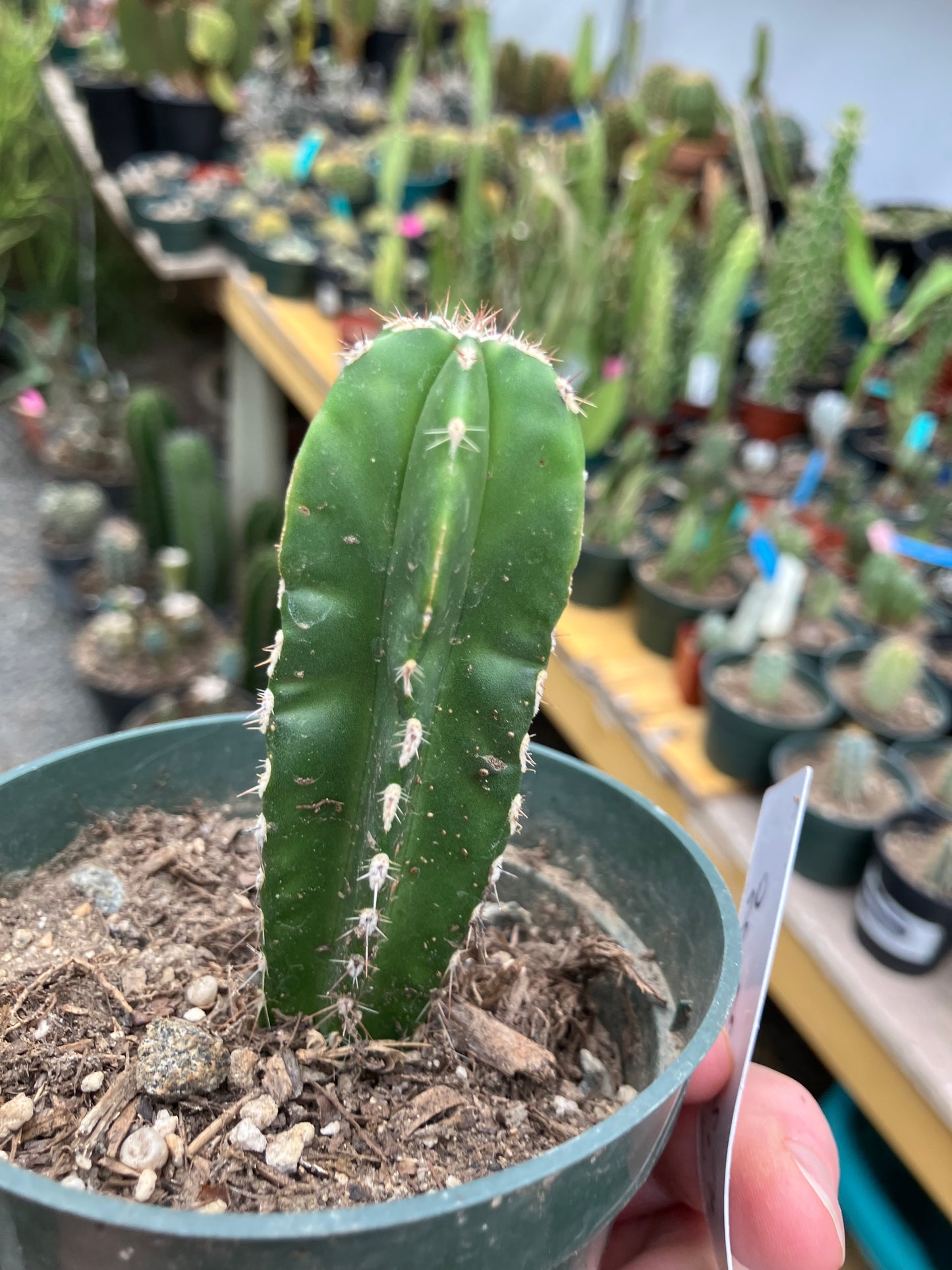 Pachycereus marginatus  Mexican Fence Post Cactus 3"Tall #30W