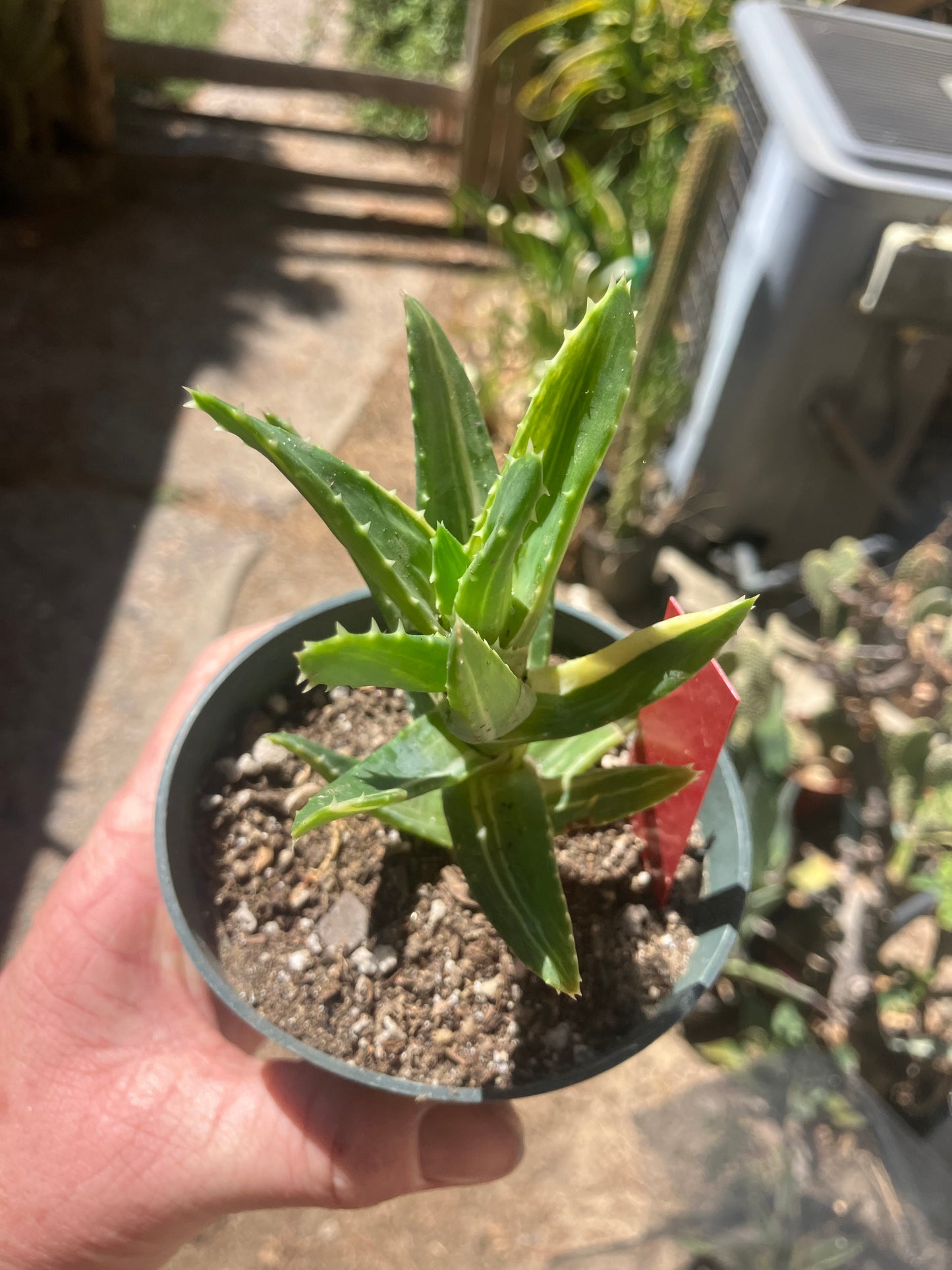 Aloe nobilis Variegated Succulent 3" Tall #R