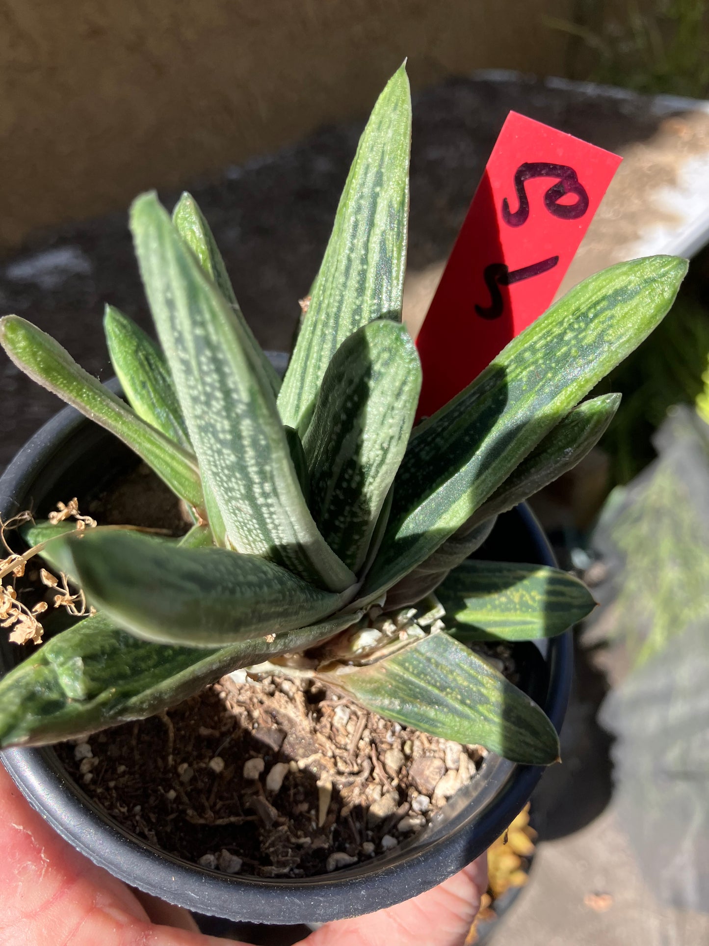 Gasteria Succulent Little Warty 5”Wide #50R