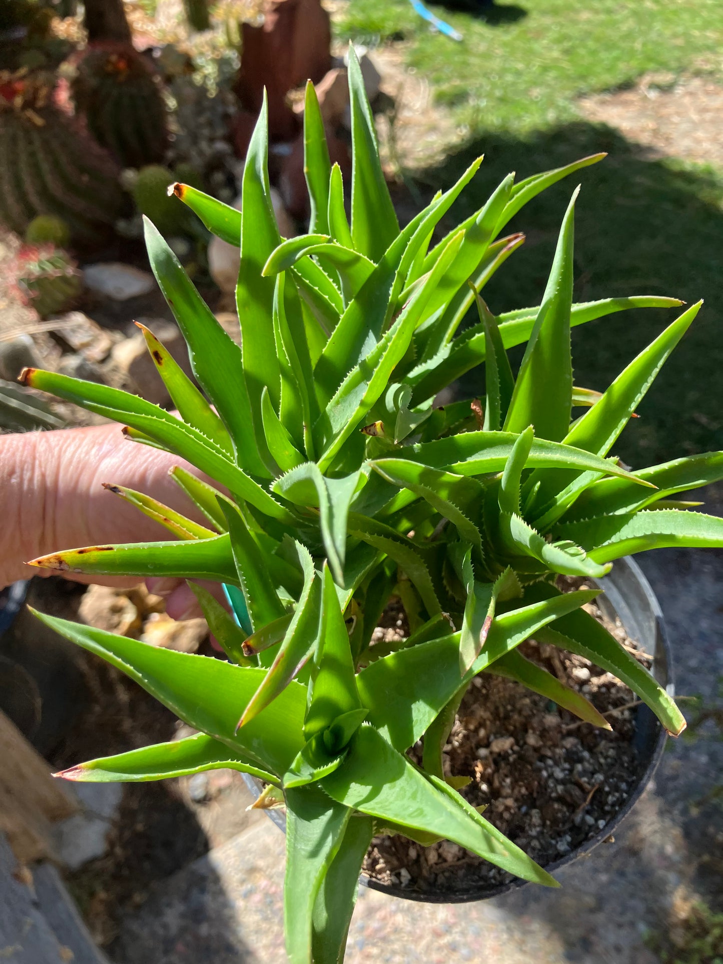 Aloe Ciliaris x Delaeti Hybrid Climbing Succulent 7”Tall 7"Wide #77G