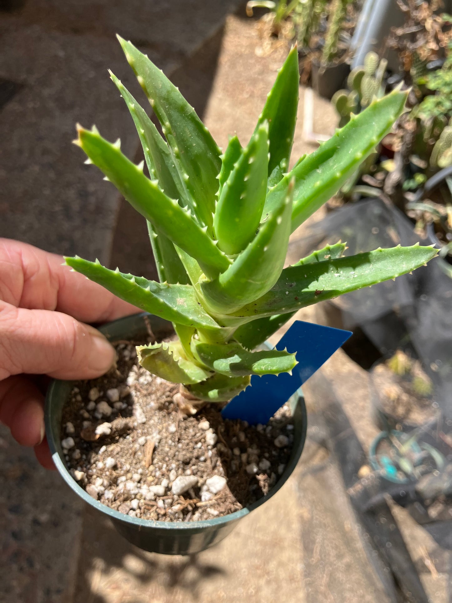 Aloe nobilis Green Succulent 6" Tall #06B