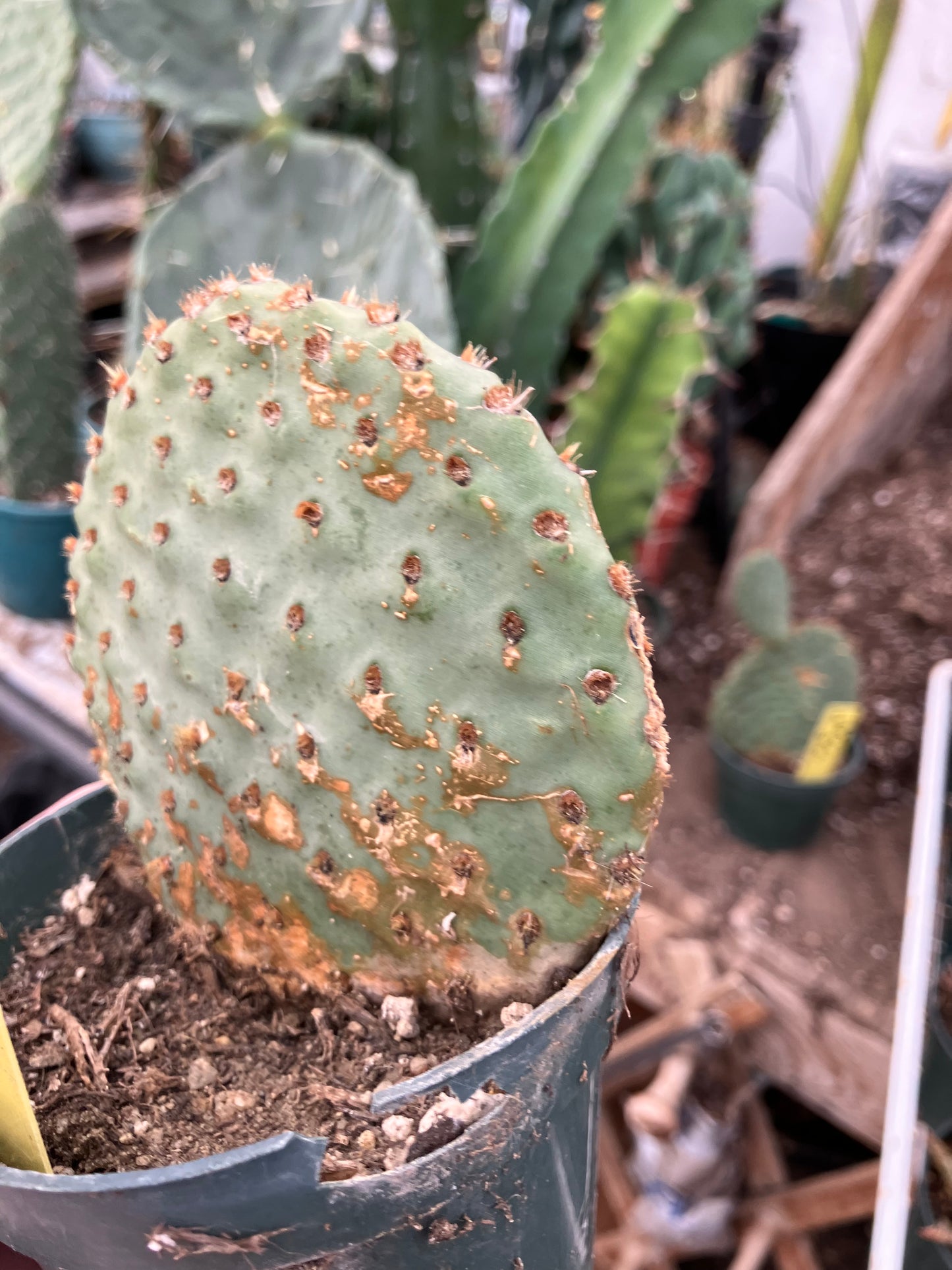 Opuntia ‘Orange Chiffon’ 4”Tall 4”Wide #4Y