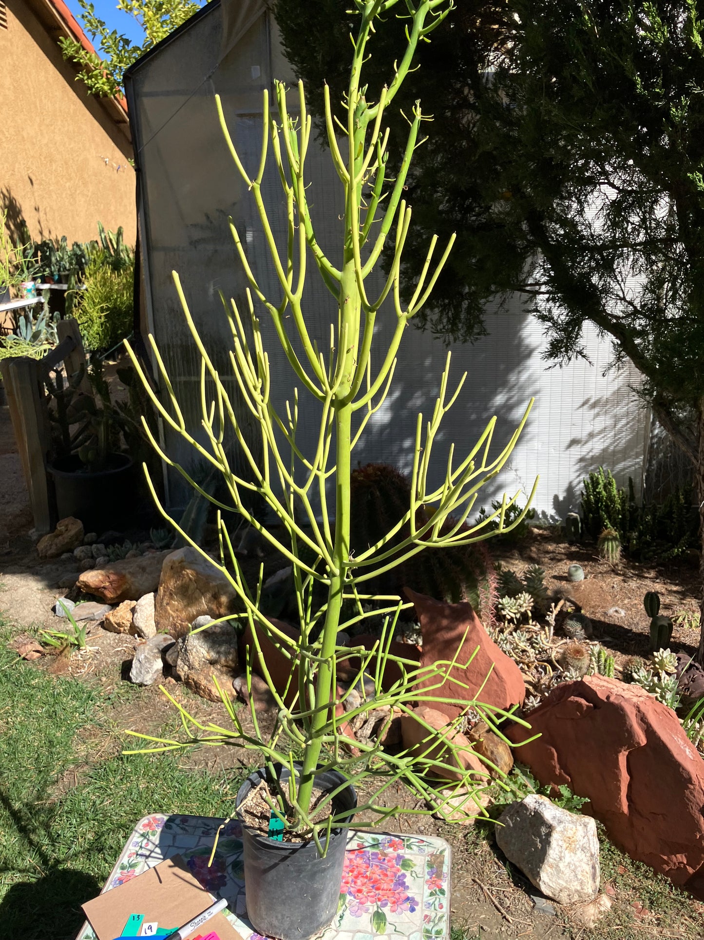 Euphorbia tirucalli Pencil Cactus/Succulent 46"Tall 18"Wide #27G