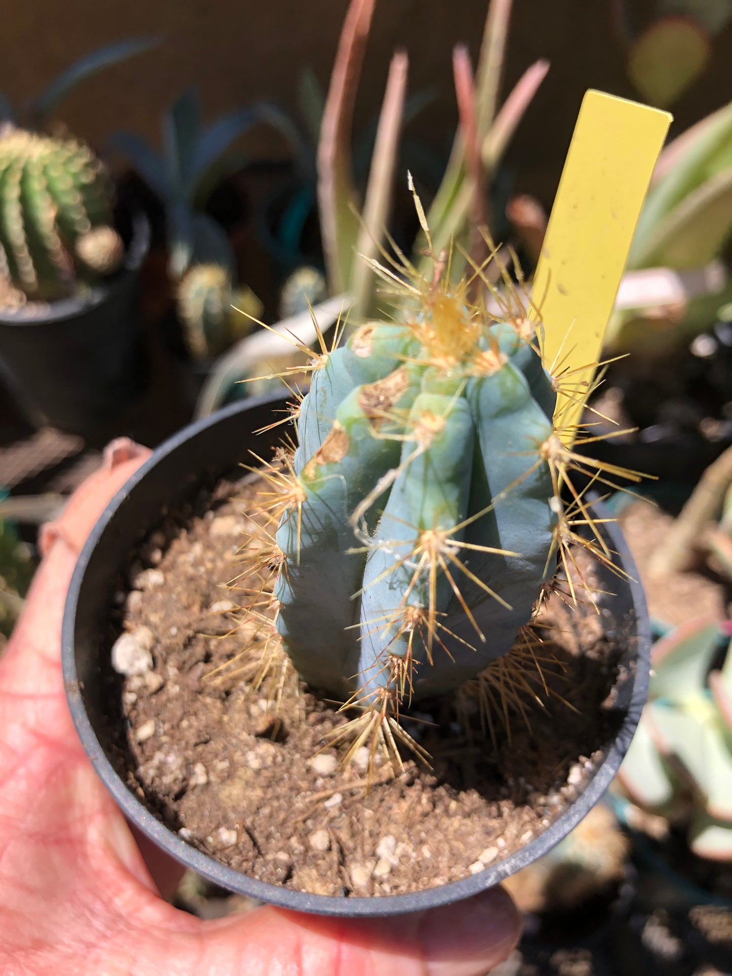 Pilosocereus Blue Azureus Cactus 3"Tall #33Y