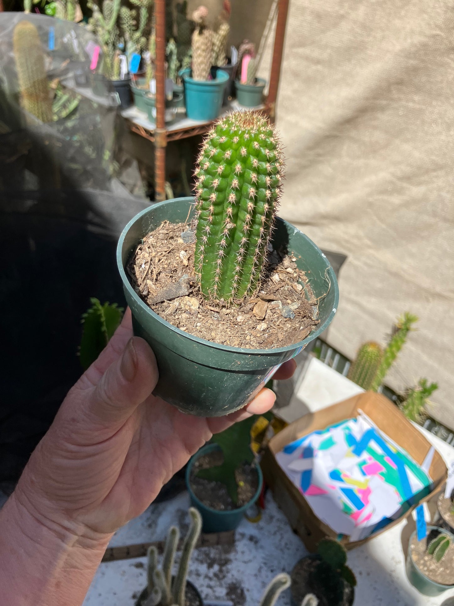 Pachycereus pecten-aboriginum
 Indian Comb Cactus 3.5"Tall #351W