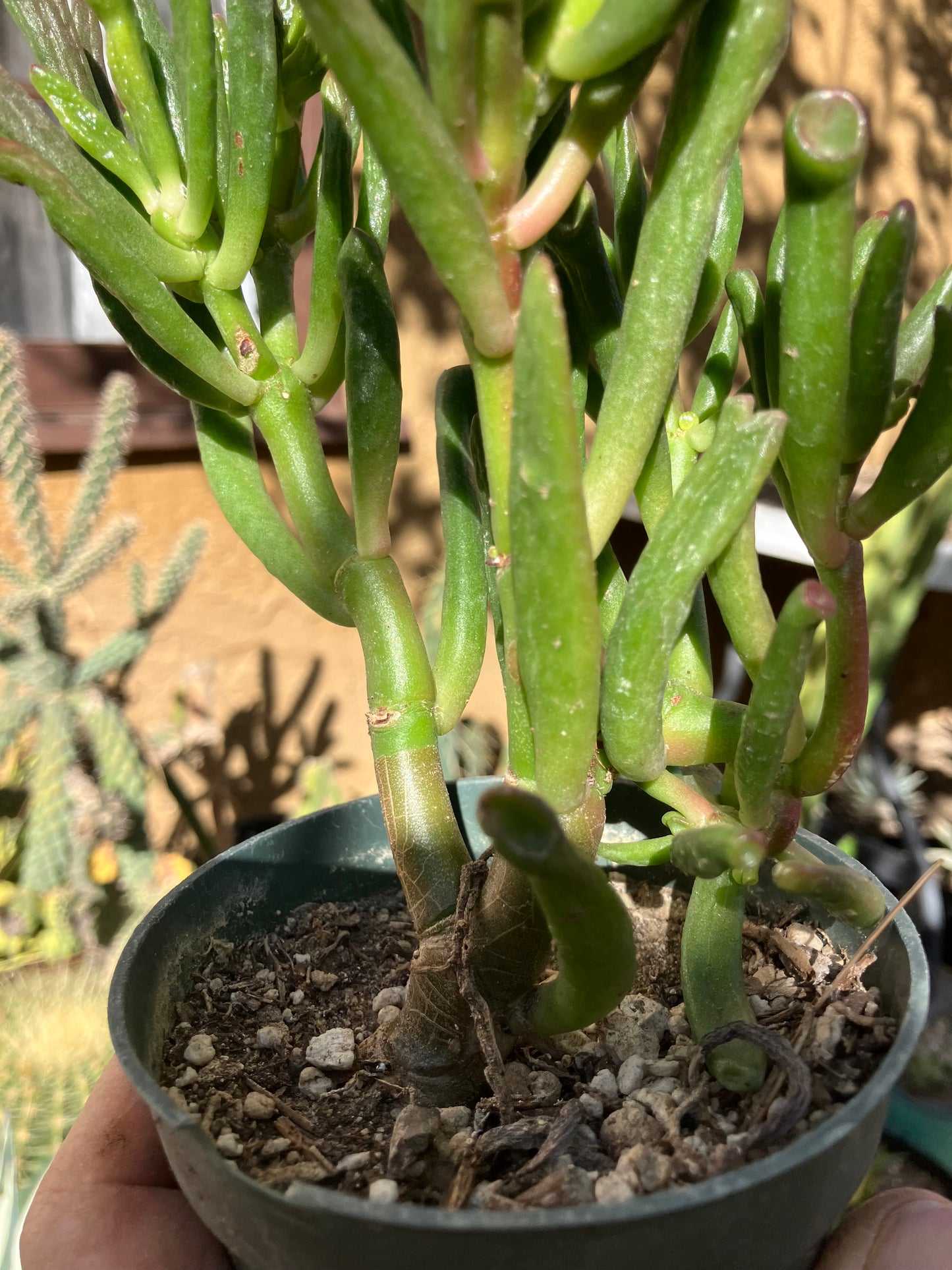 Crassula Gollum Jade Succulent Bonsai Style Living Plant 7”Tall 6"Wide #76P