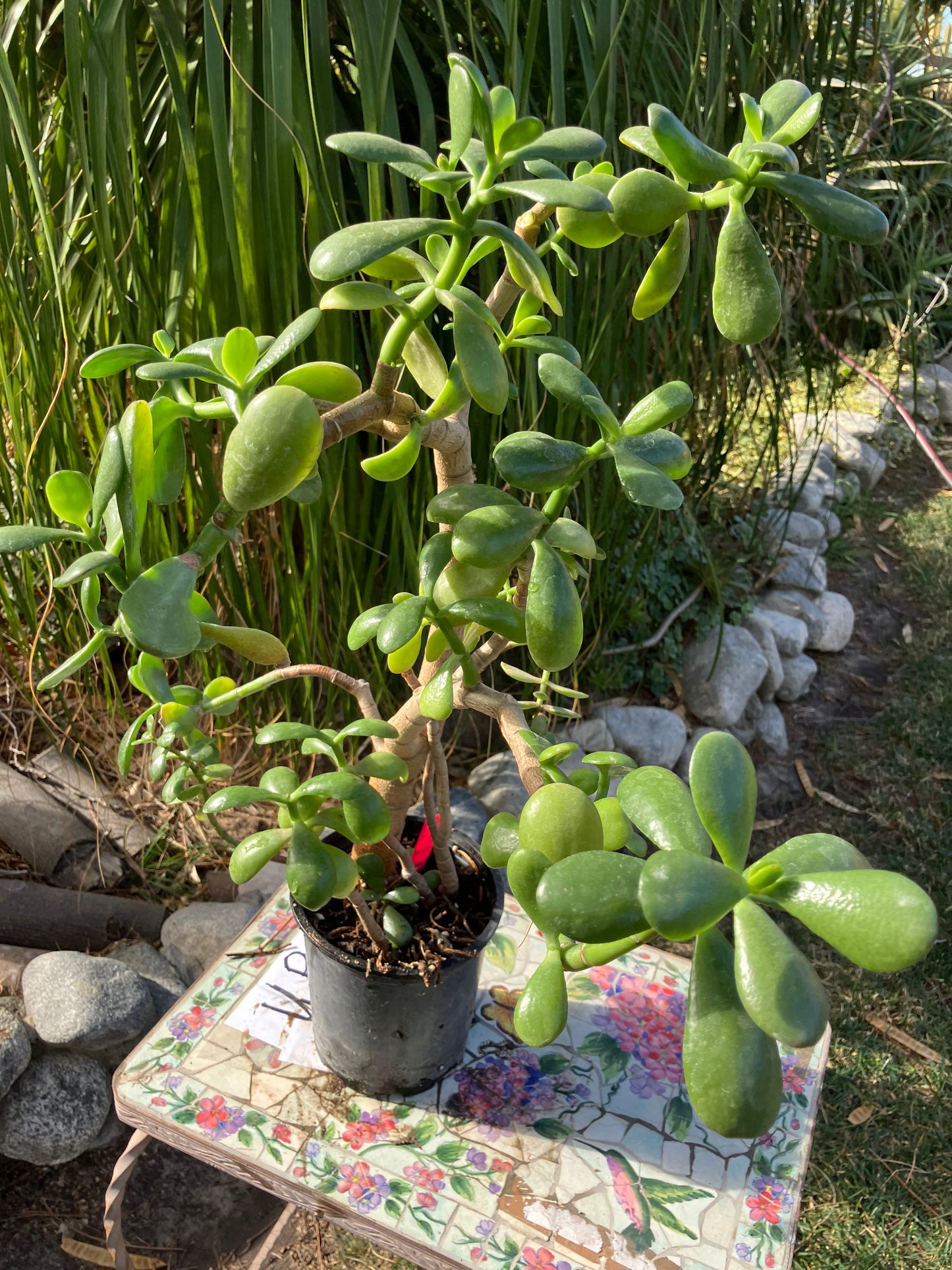 Crassula Ovata Money Jade 23”T 13"W #4P