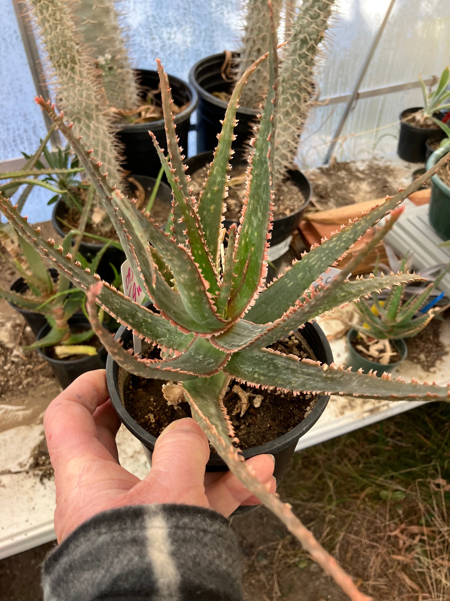 Aloe  Swordfish Succulent 7" Wide #093W