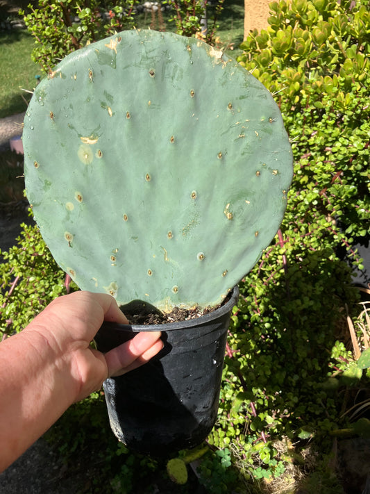 Opuntia robusta (Dinner Plate Nopal) Silver Dollar Cactus 11"Tall 10" Wide #110Y