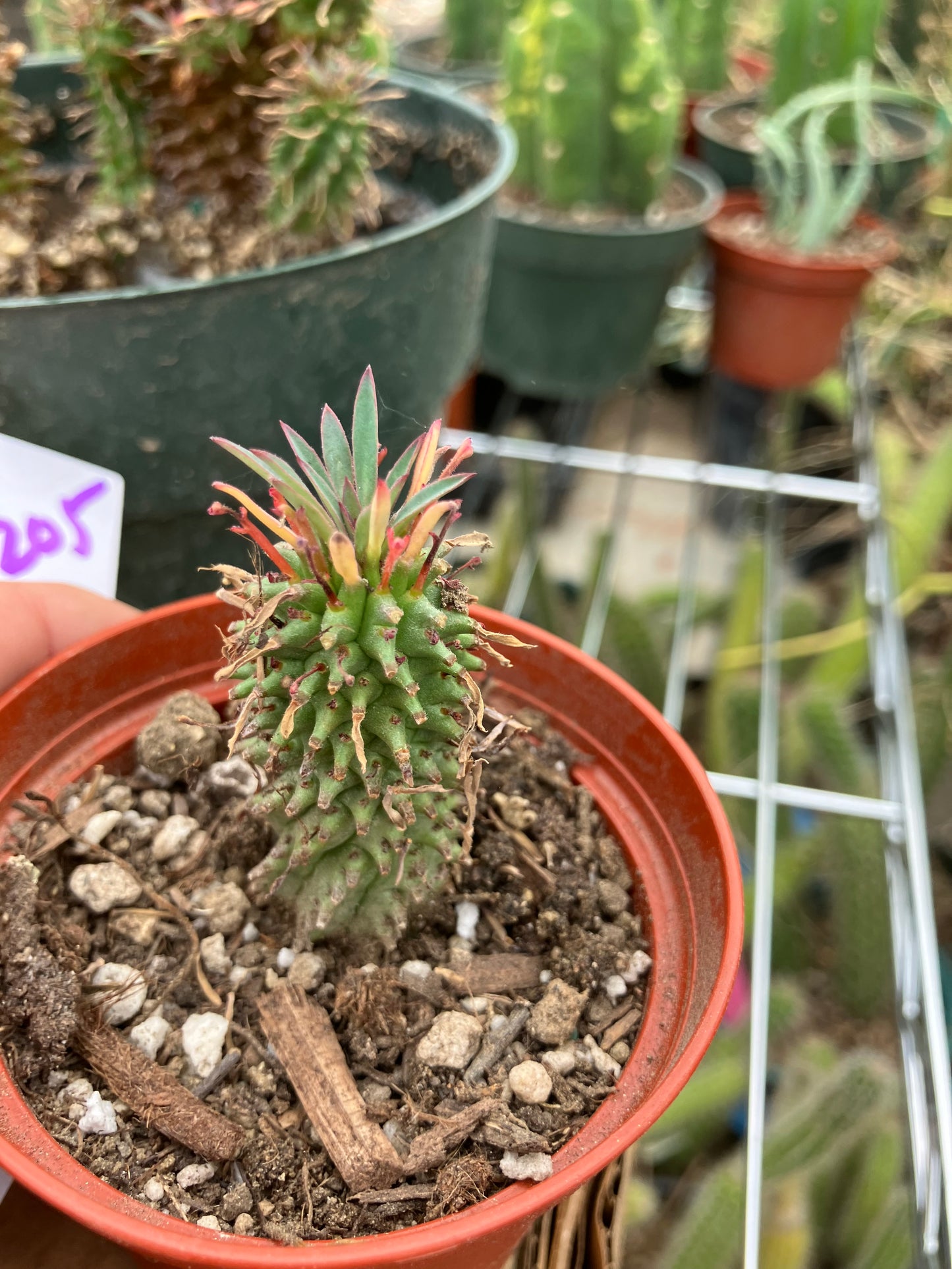 Euphorbia Twinkle Twirl  2" Tall #205W