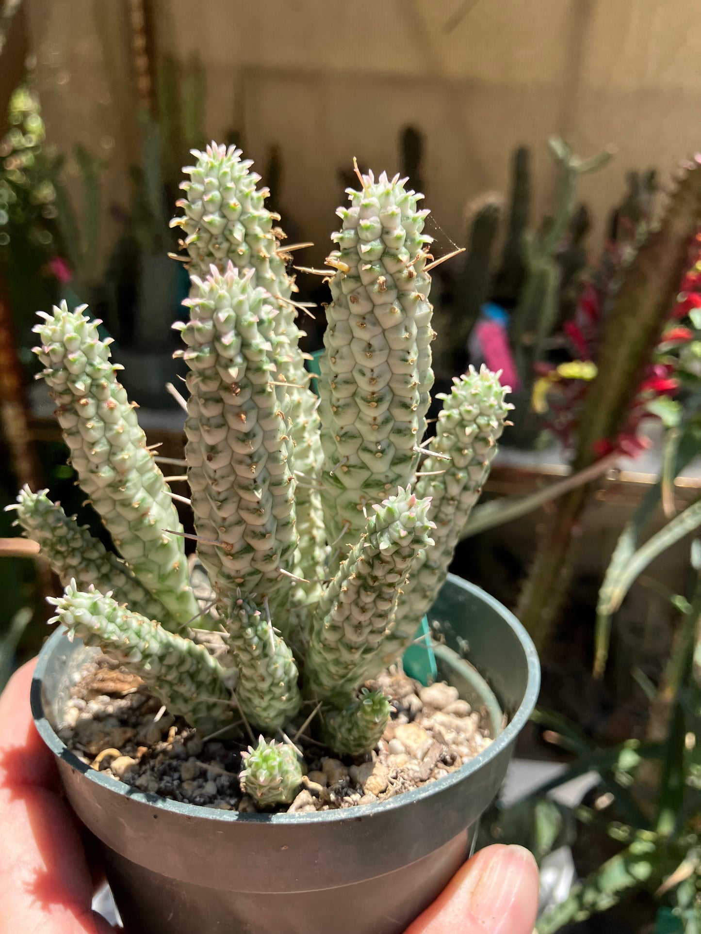 Euphorbia mammillarias Corn Cob 5.5"Tall #050