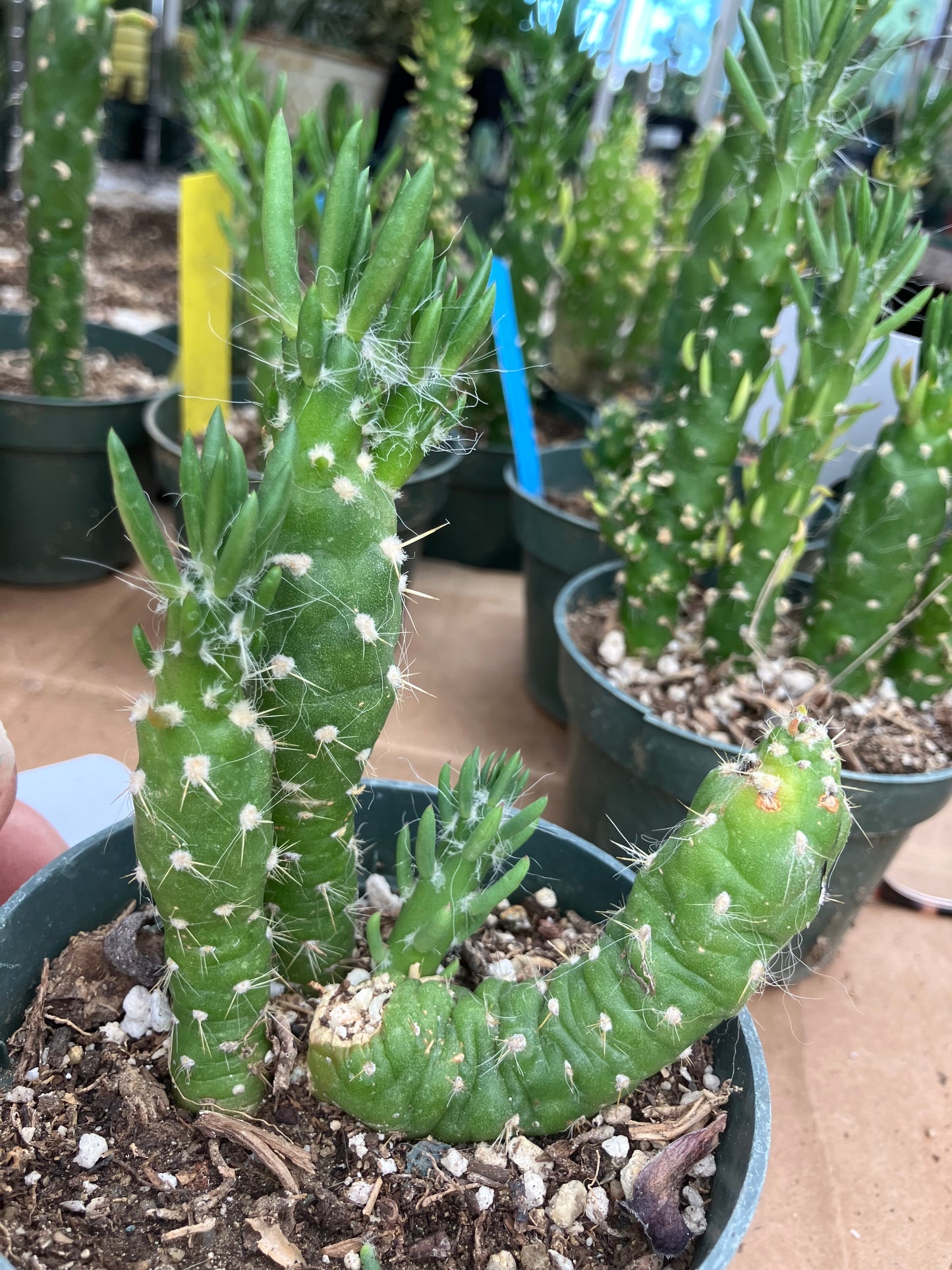 Austrocylindropuntia Cactus Gumbi Mini Eve's Needle 4"Tall #444W