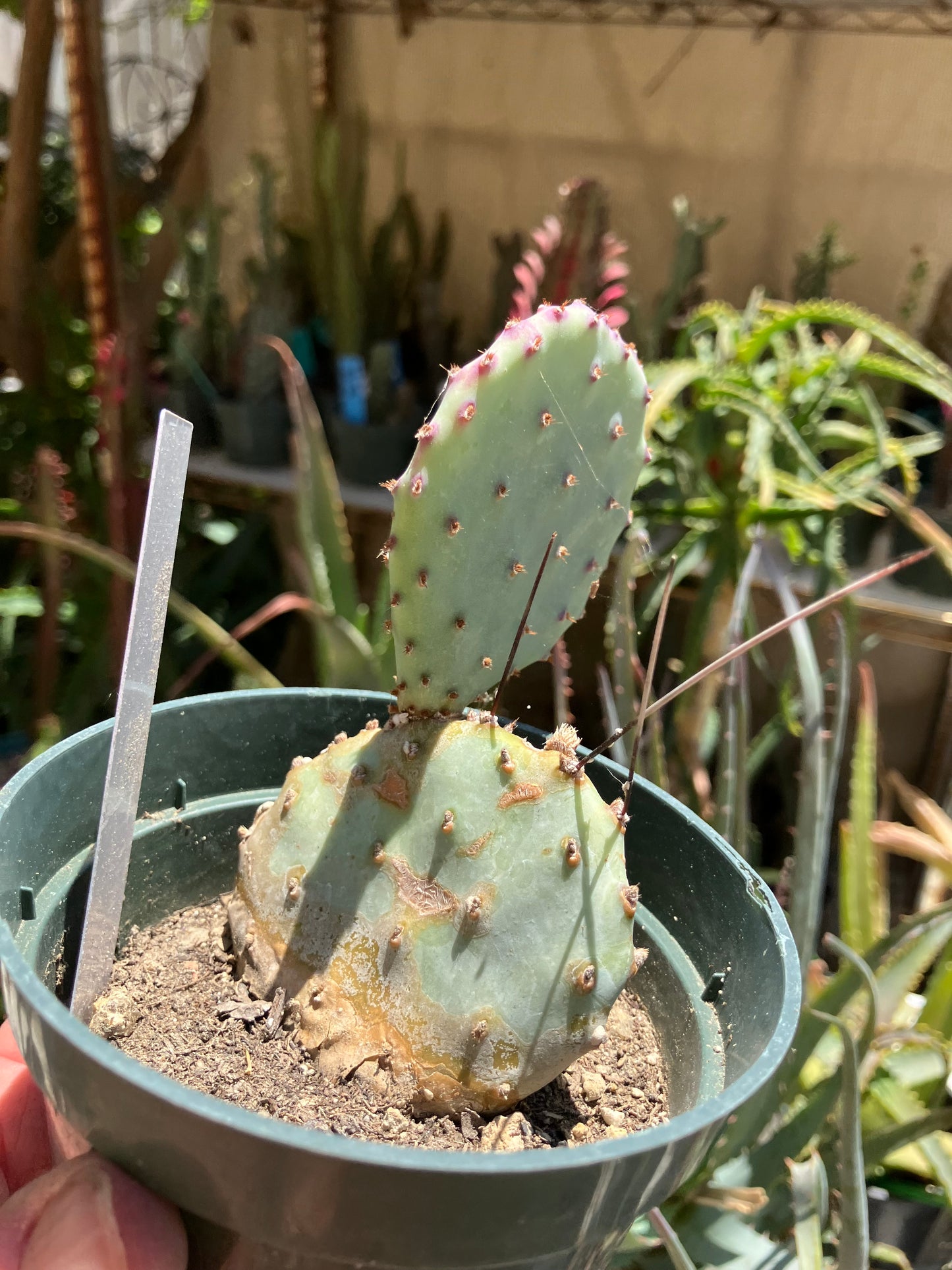 Opuntia Santa Rita Purple Prickly Pear 4"Tall #40W