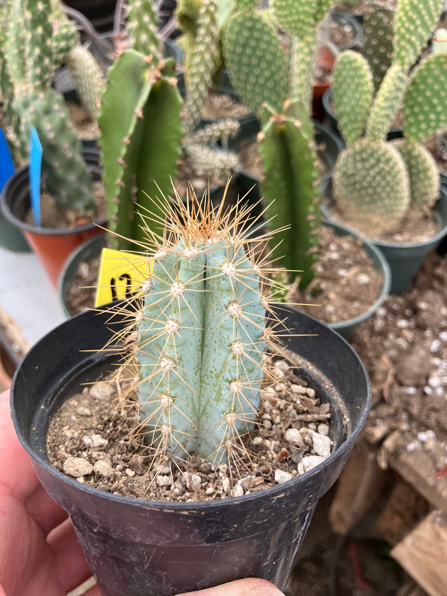 Pilosocereus Blue Azureus 2"Tall #12Y
