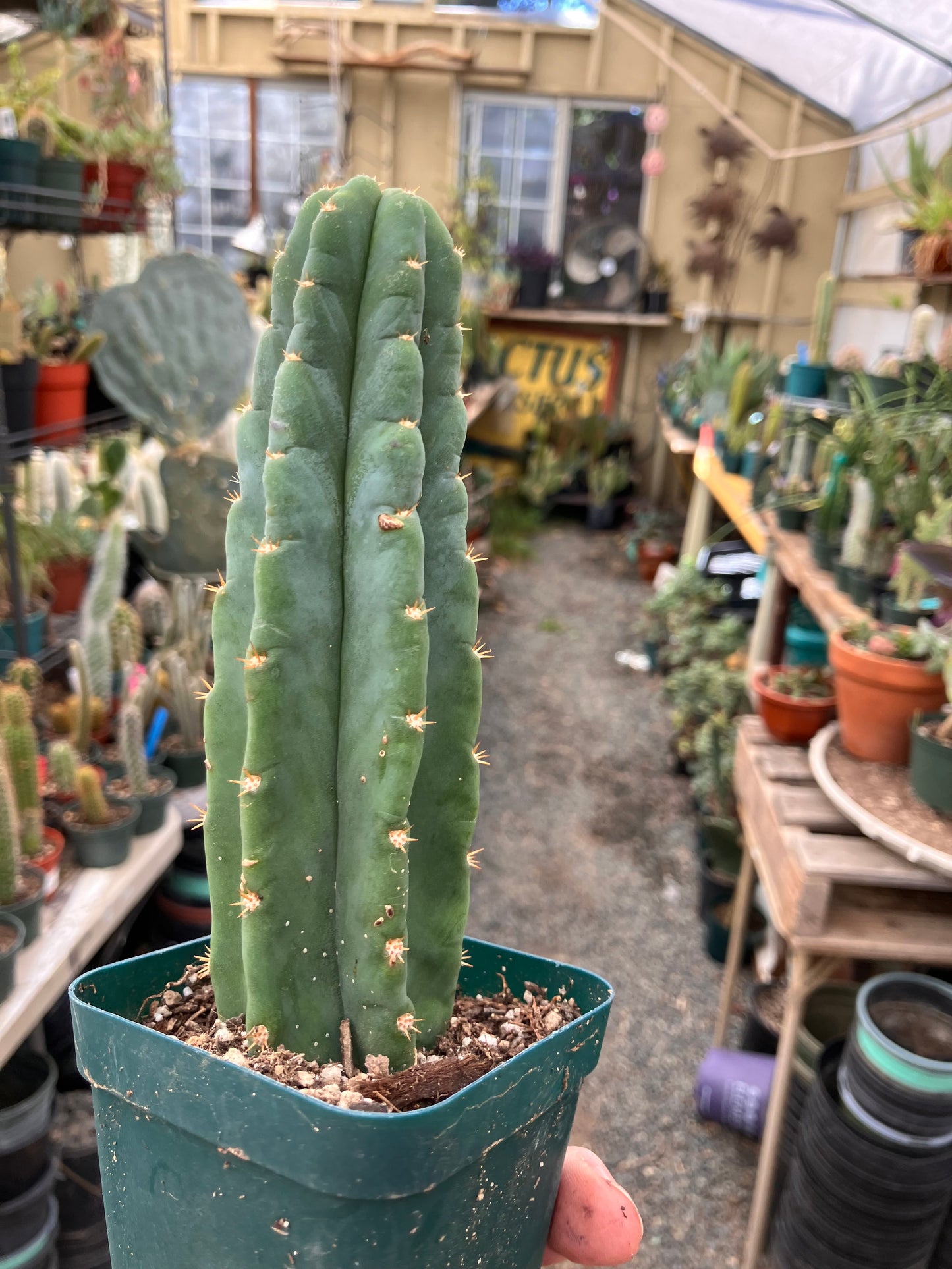 San Pedro Cactus - Trichocereus pachanoi 6.5"Tall #65B